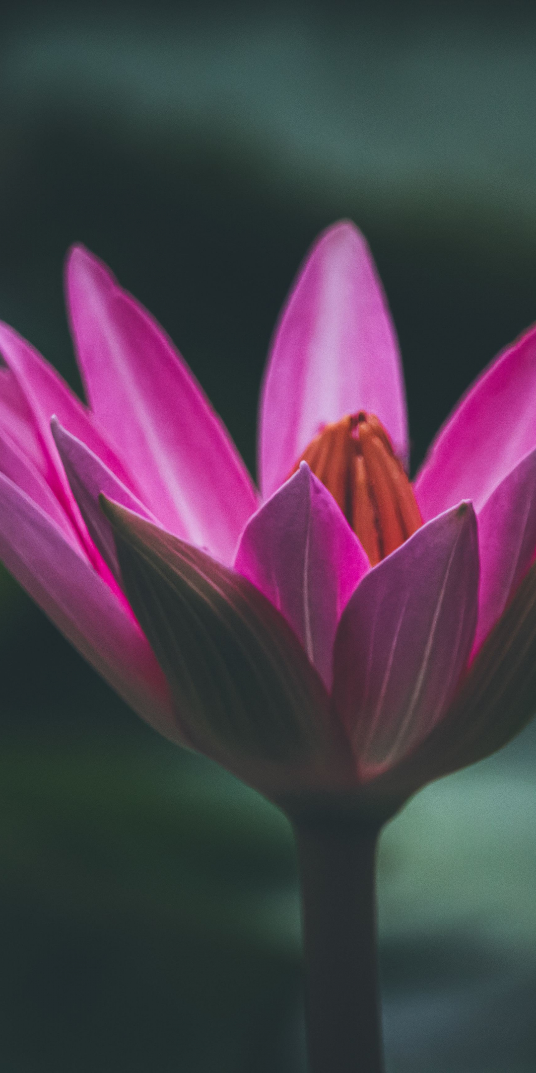 Bloom, pink lotus, close up, 1080x2160 wallpaper