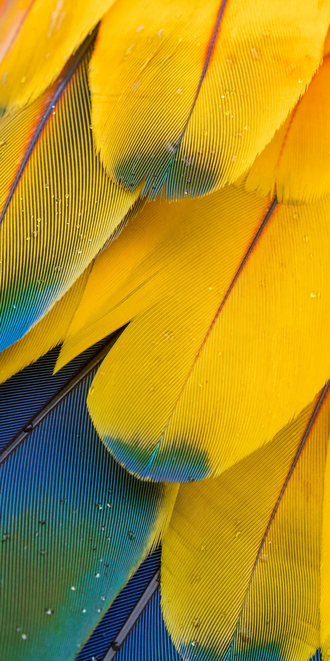 Macaw's feathers, yellow-blue, close up, 1080x2160 wallpaper