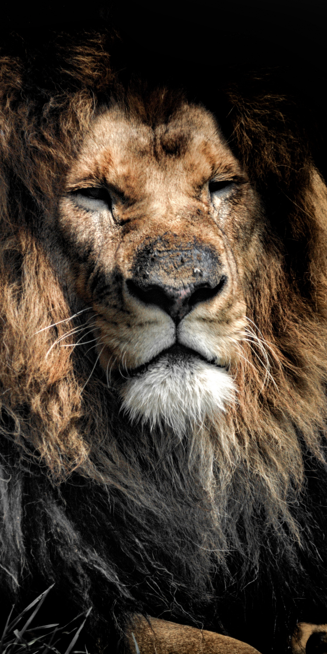 Aged lion, beast. predator, wild cat muzzle, 1080x2160 wallpaper