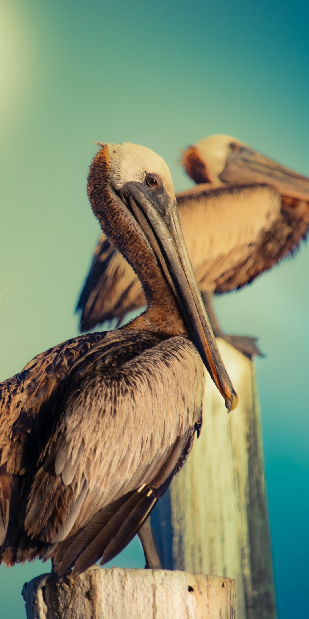 Pelican, water bird, wild, 1080x2160 wallpaper