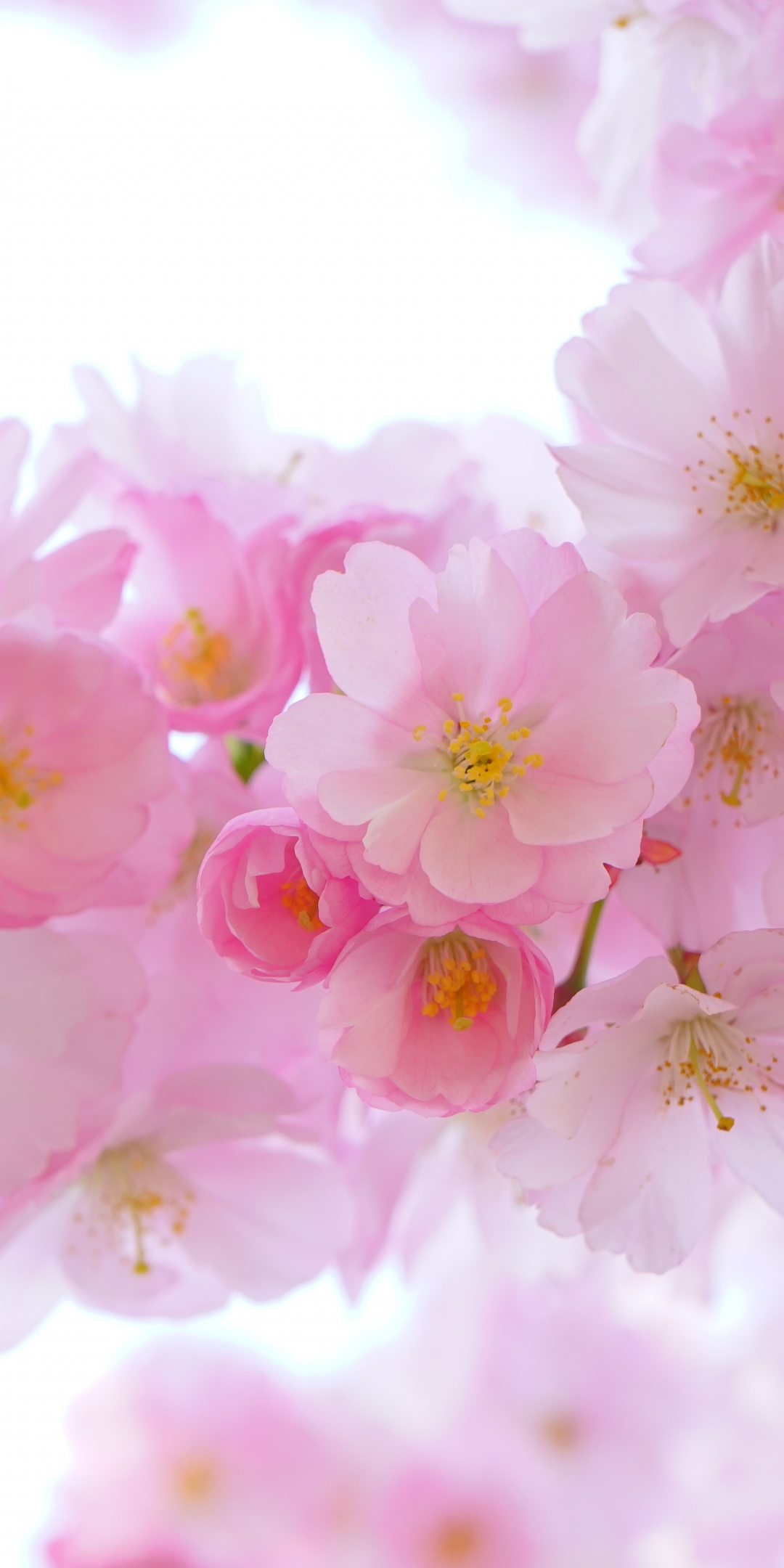 Japanese cherry, blossom, flowers, spring, 1080x2160 wallpaper