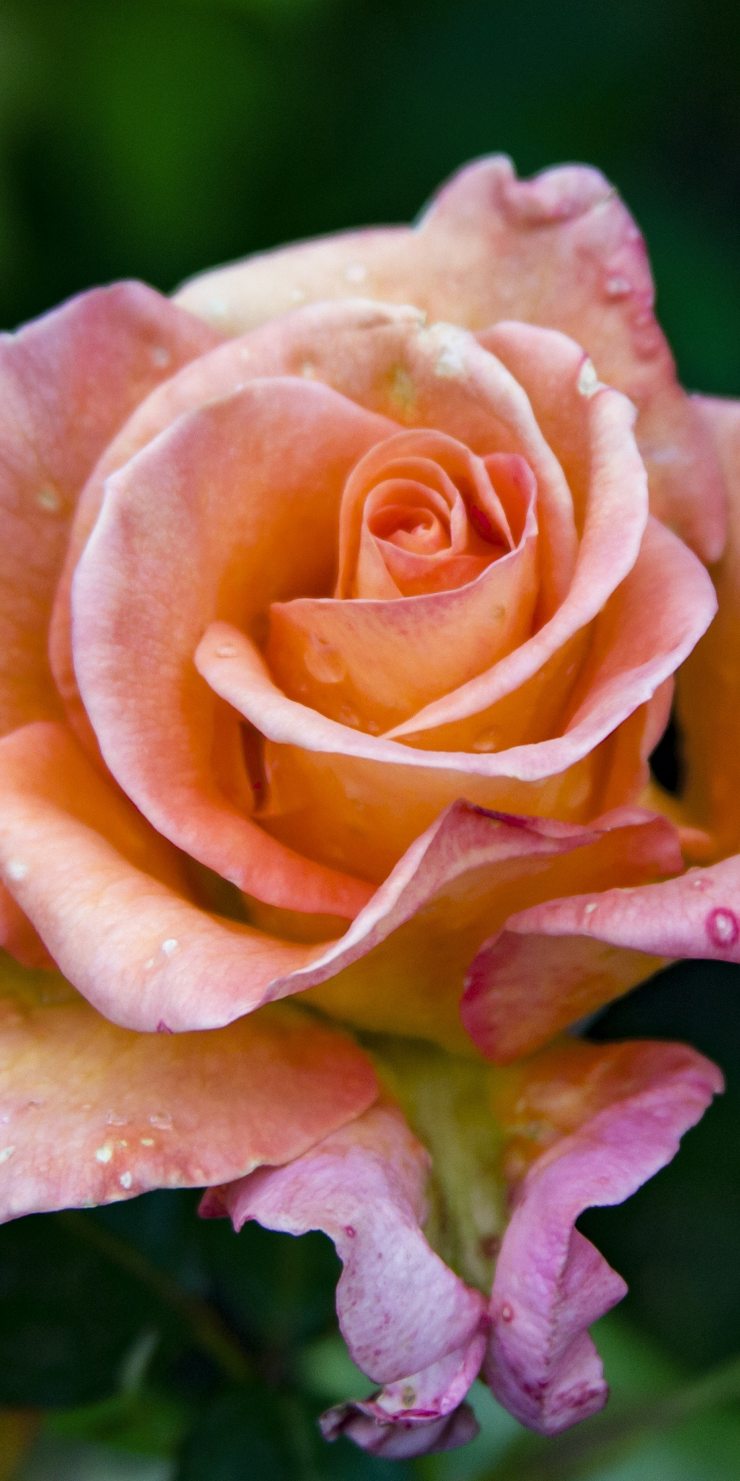 Close up, orange rose, flower, 1080x2160 wallpaper