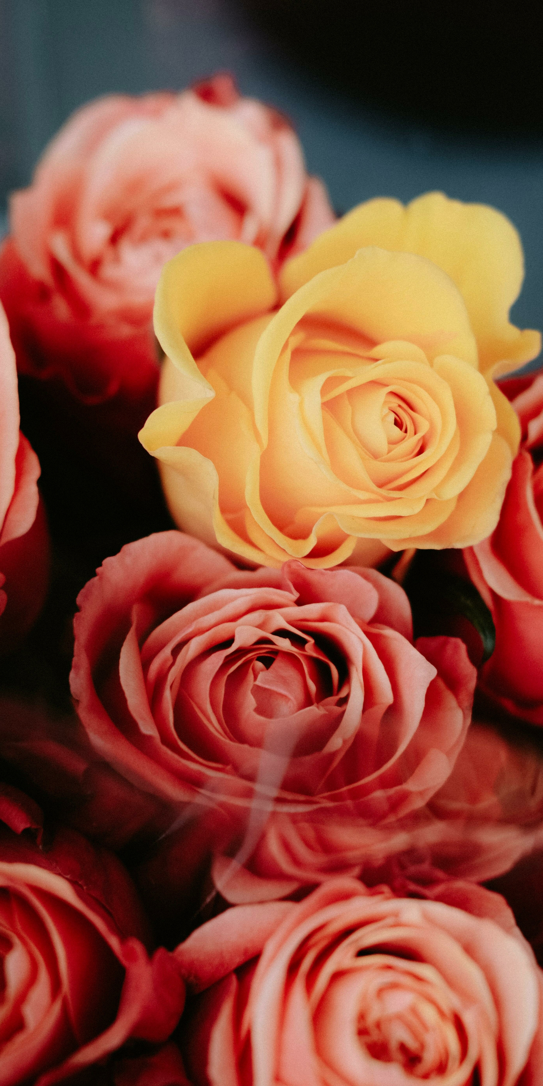 Beautiful roses, flowers, fresh, 1080x2160 wallpaper