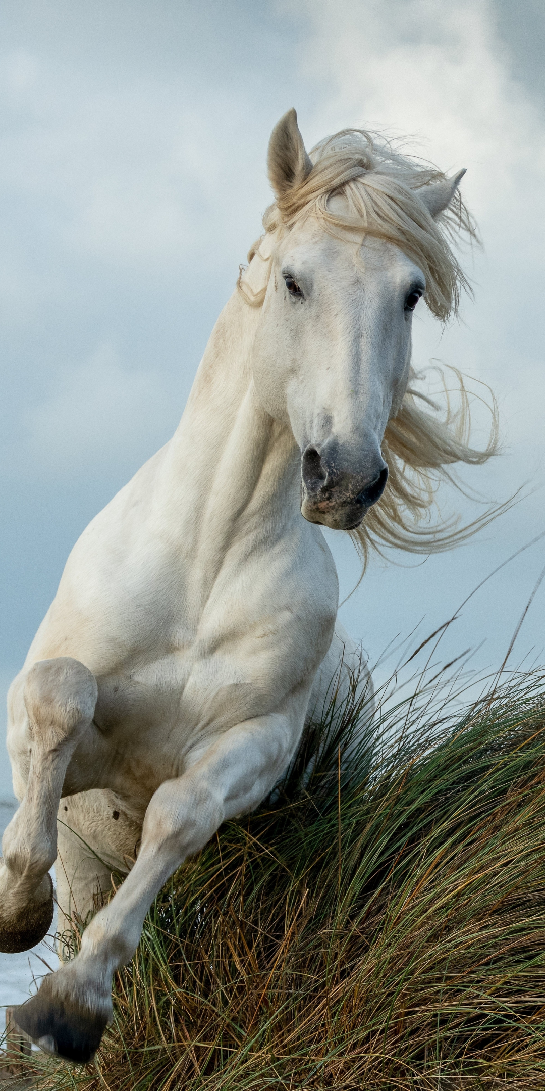 White horse, run, animal, 1080x2160 wallpaper