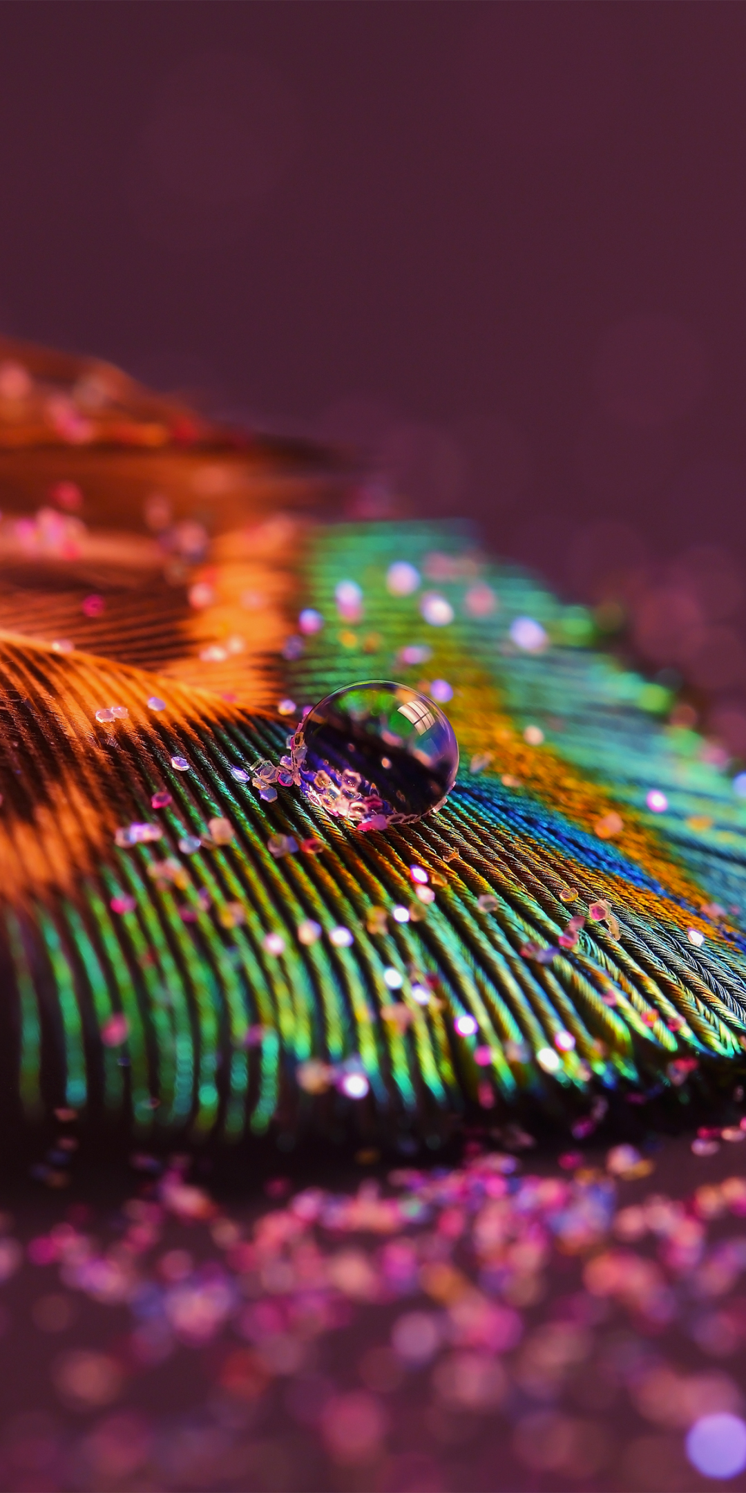 Peacock feather, close up, 1080x2160 wallpaper