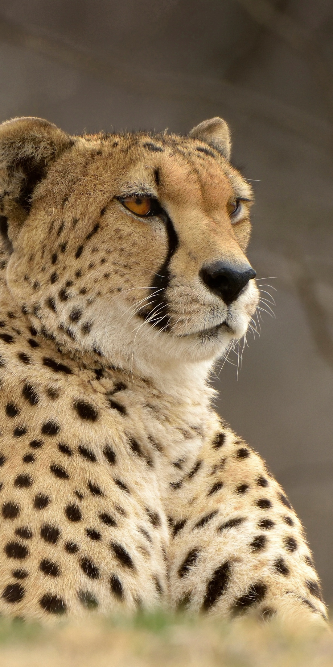 Confident, animal, cheetah, predator, 1080x2160 wallpaper