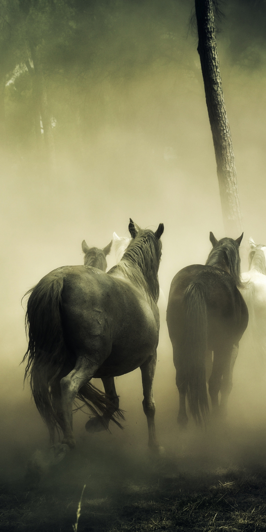 Horses, herd, run, forest, 1080x2160 wallpaper