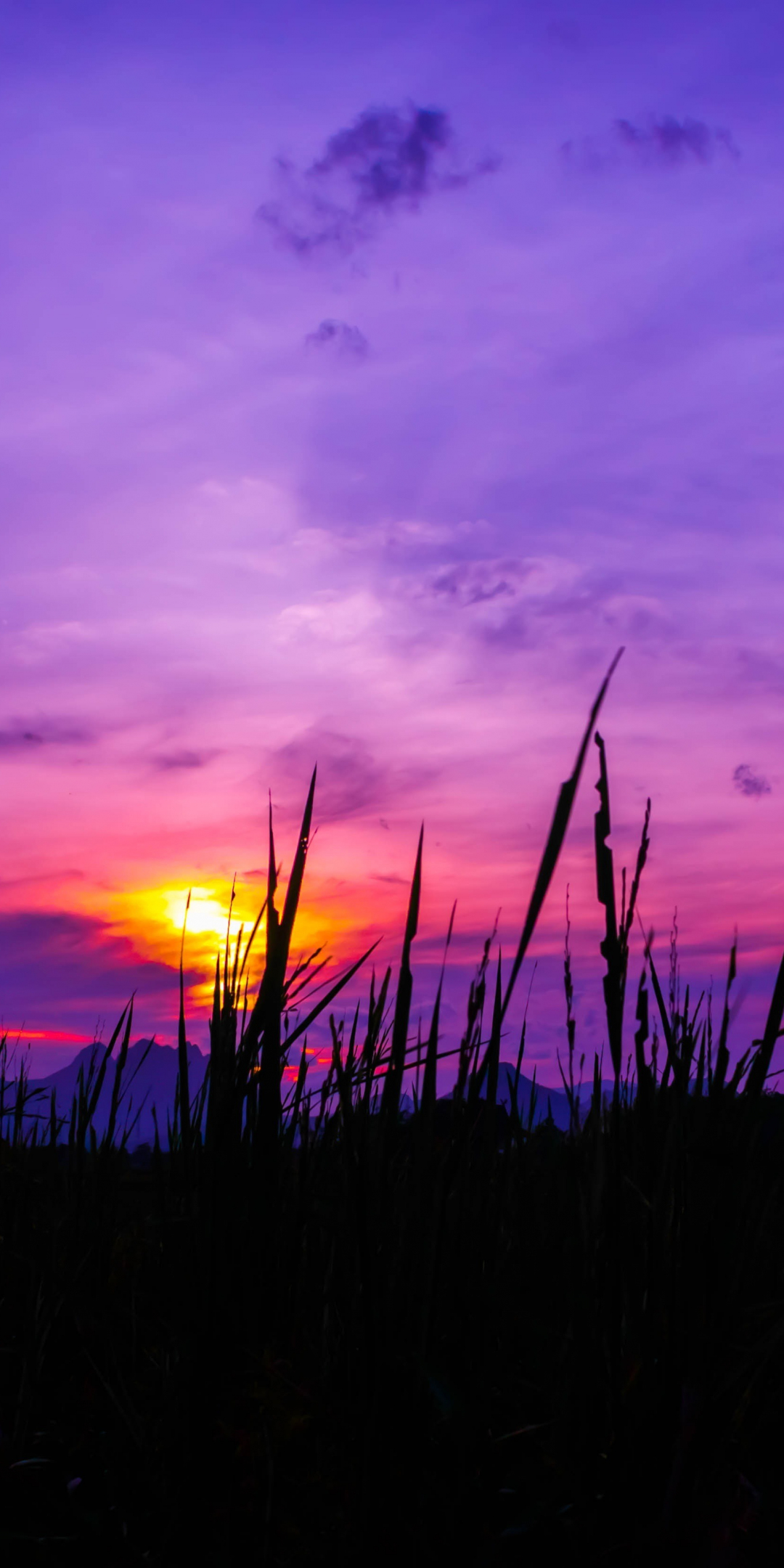 Twilight, sunset, purple sky, grass, 1080x2160 wallpaper