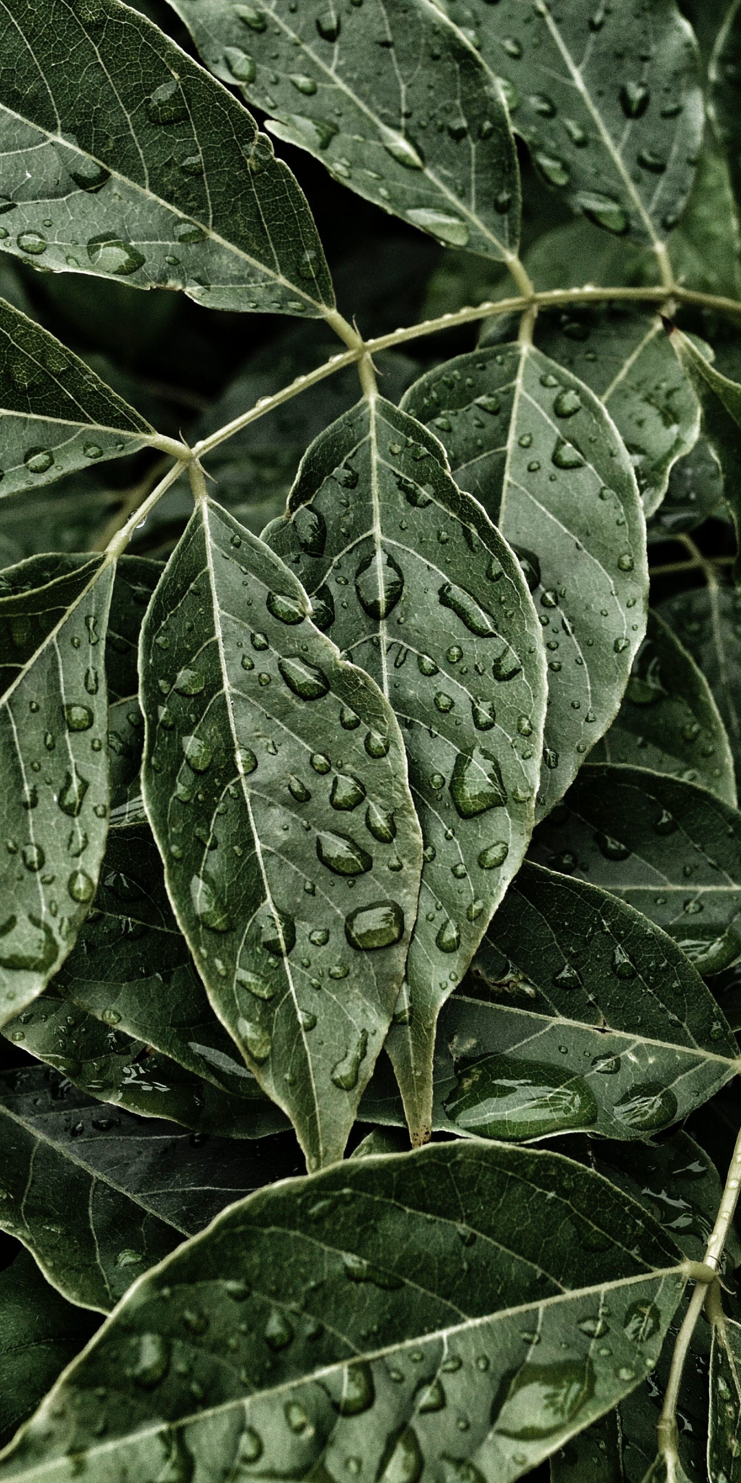 Green Leaves, water drops, 1080x2160 wallpaper