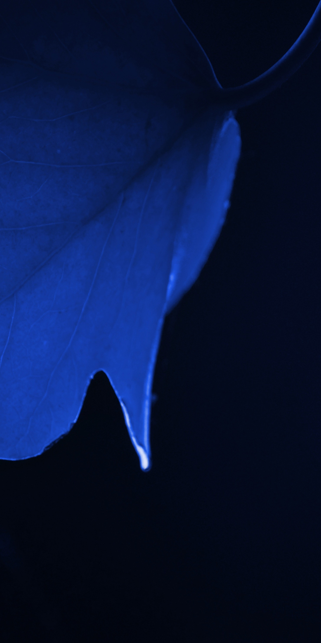 Blue leaf, macro, close up, 1080x2160 wallpaper