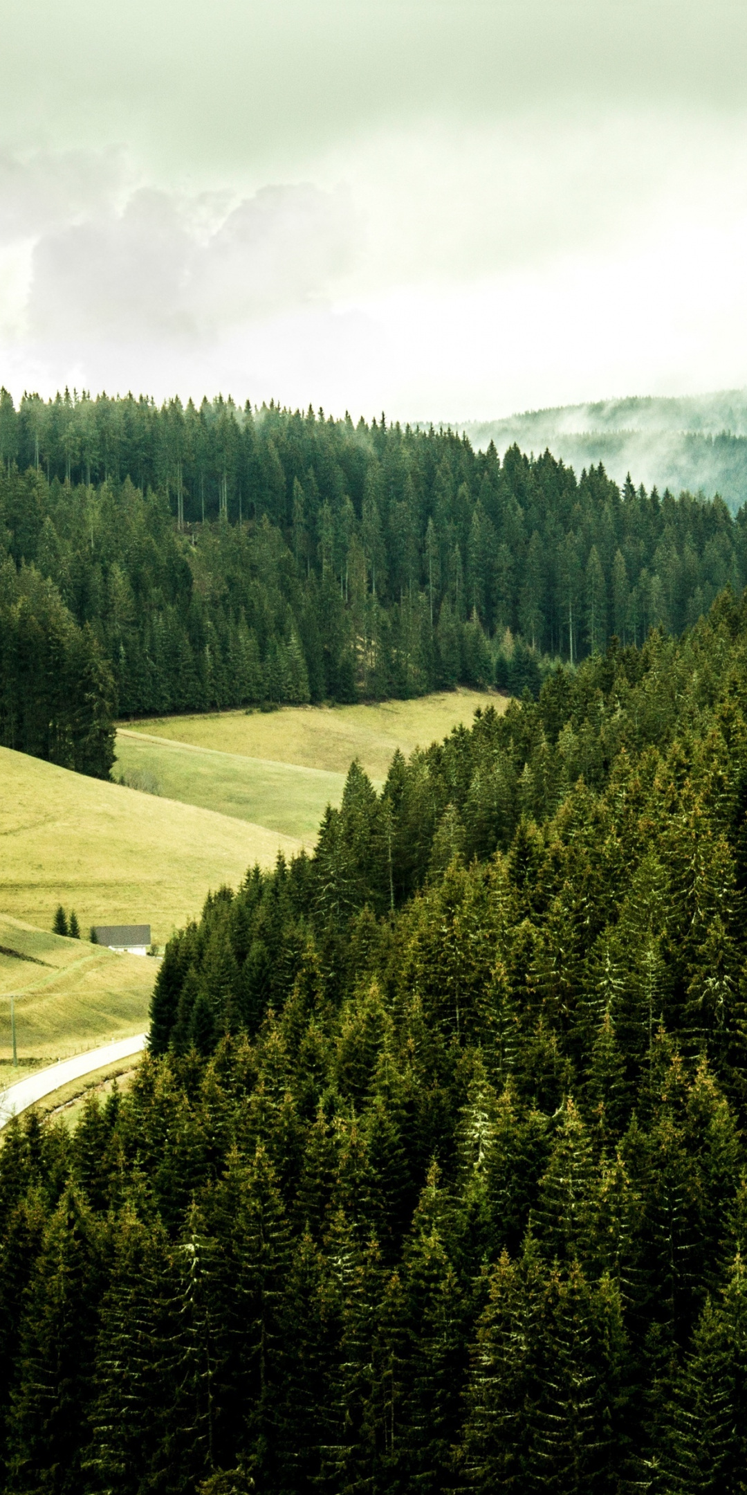 Black forest, green, trees, nature, 1080x2160 wallpaper