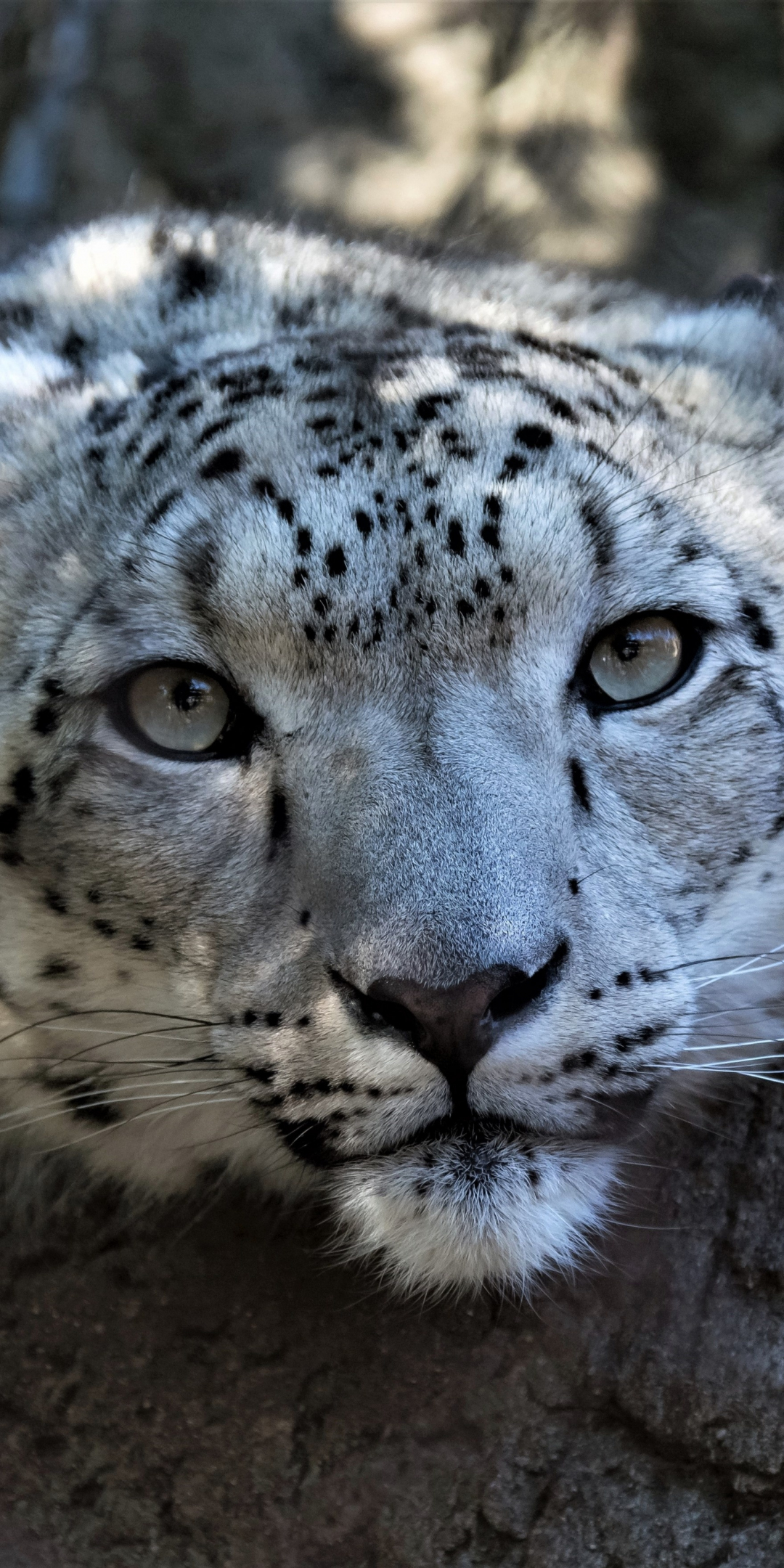 Snow leopard, muzzle, curious, wildlife, 1080x2160 wallpaper