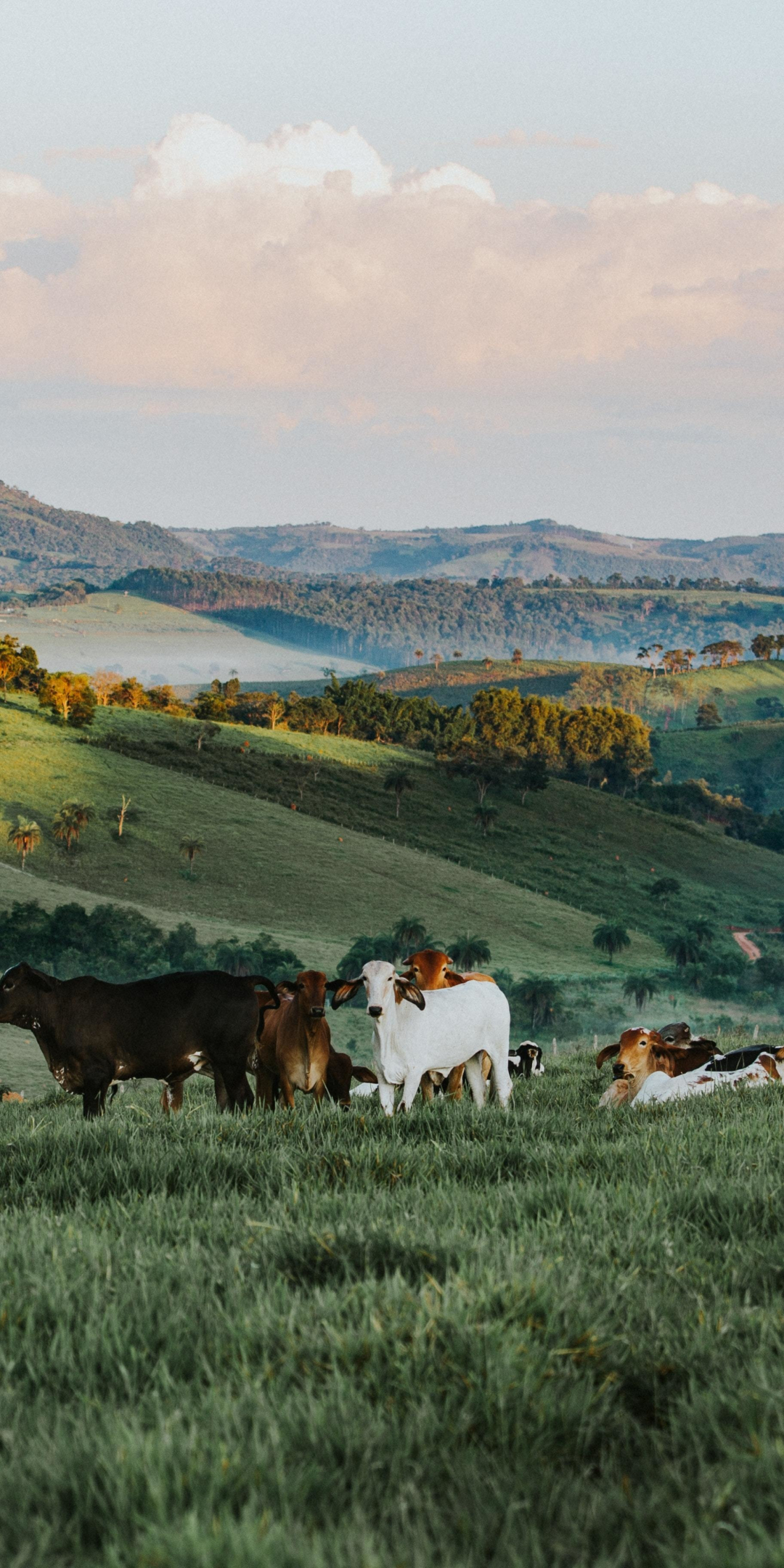 Herds, landscape, animals, 1080x2160 wallpaper