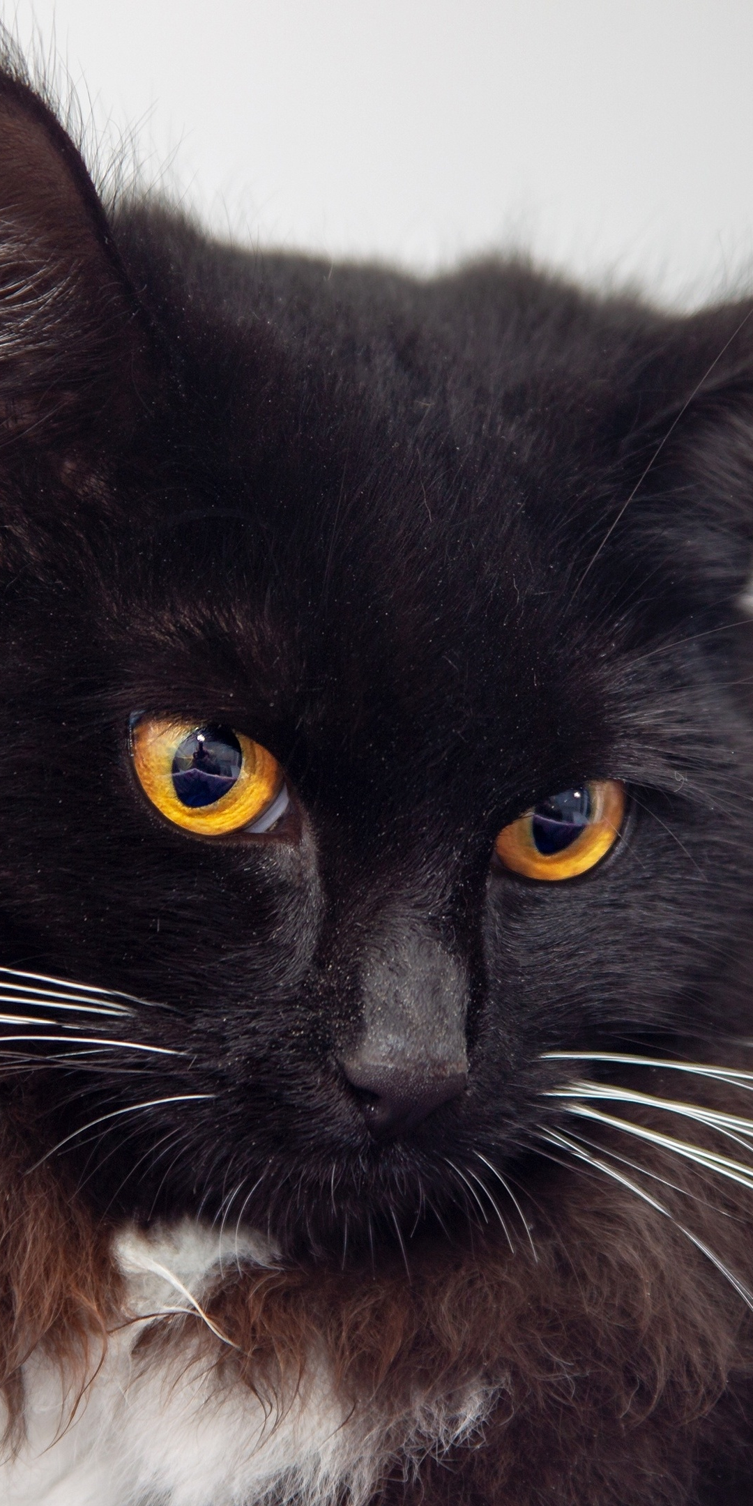 Black cat, yellow eyes, pet, confident, 1080x2160 wallpaper