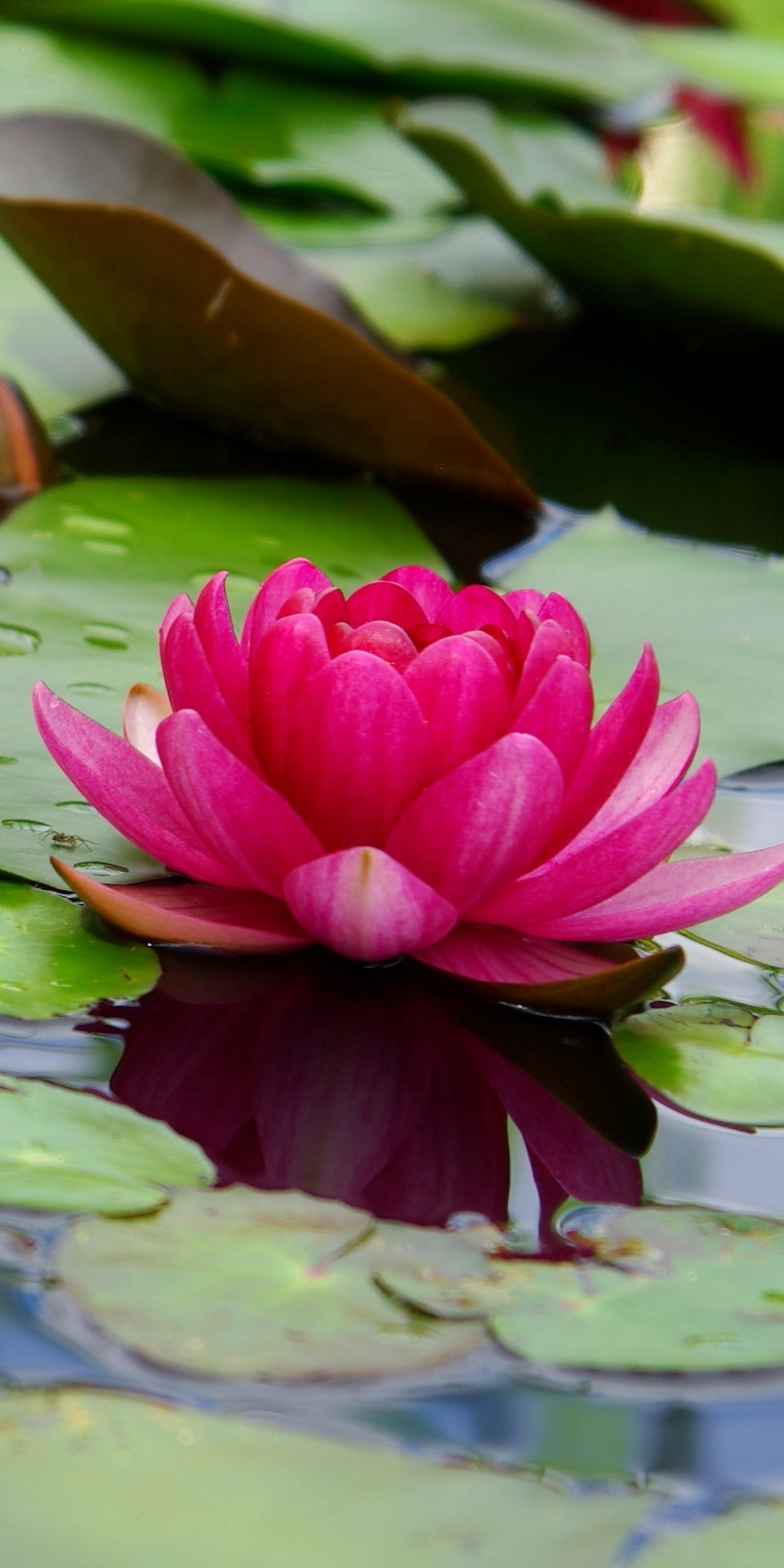 Lotus, flower, pink, leaf, lake, 1080x2160 wallpaper