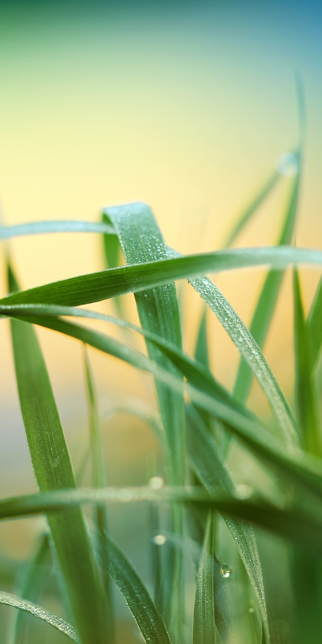 Drops, grass, nature, blur, 1080x2160 wallpaper