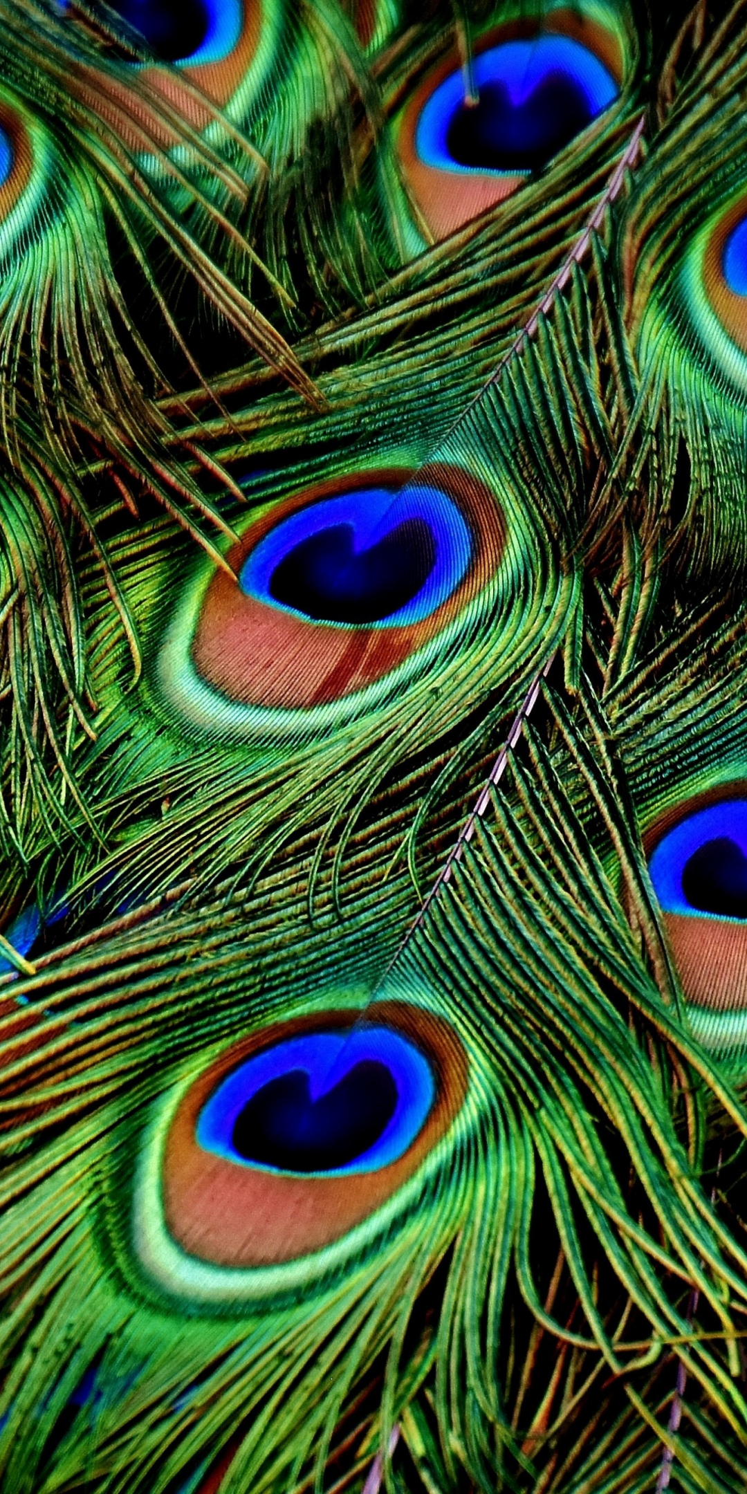 Peacock, feathers, colorful, plumage, 1080x2160 wallpaper