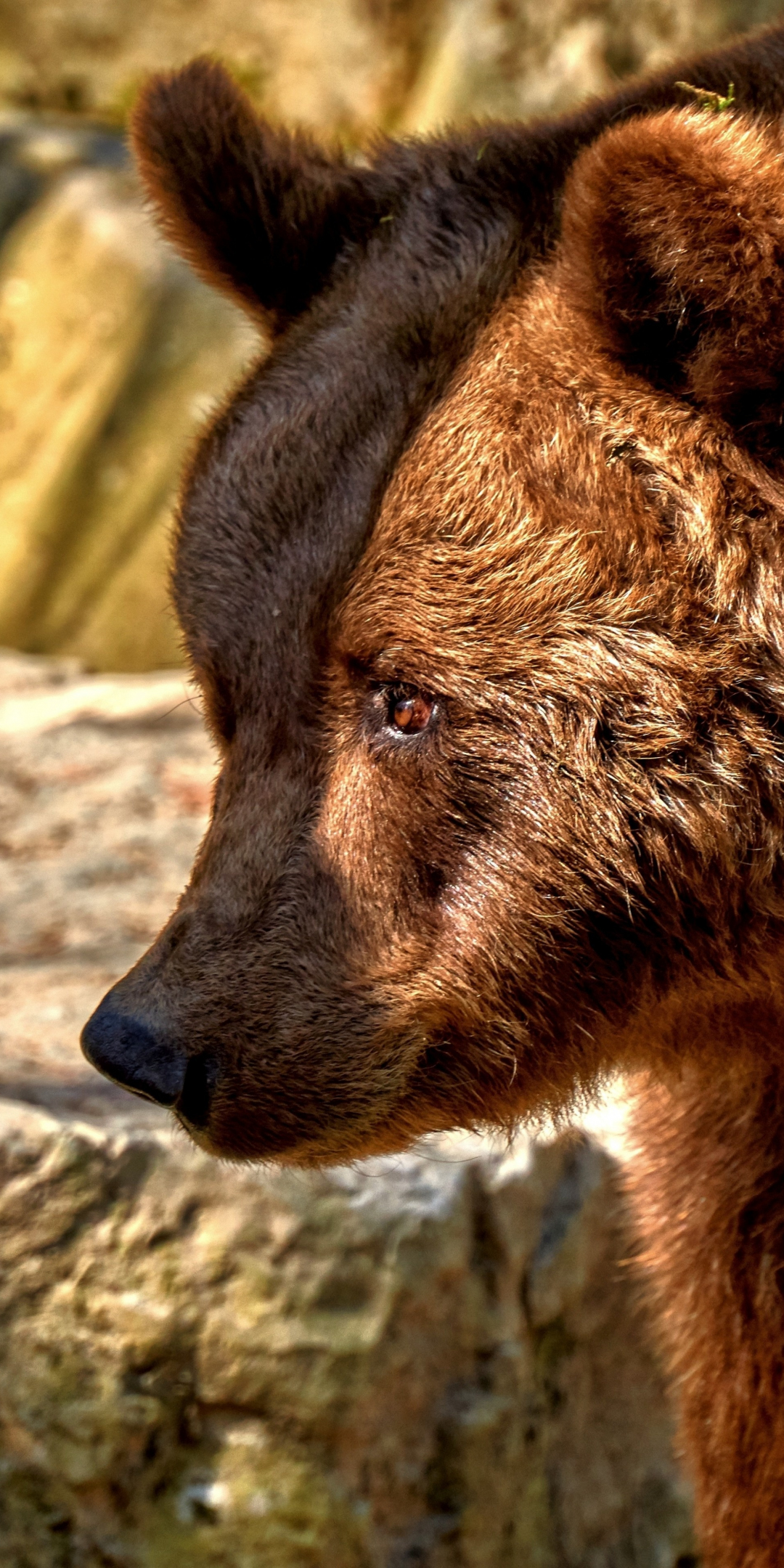 Bear, predator, furry animal, muzzle, 1080x2160 wallpaper