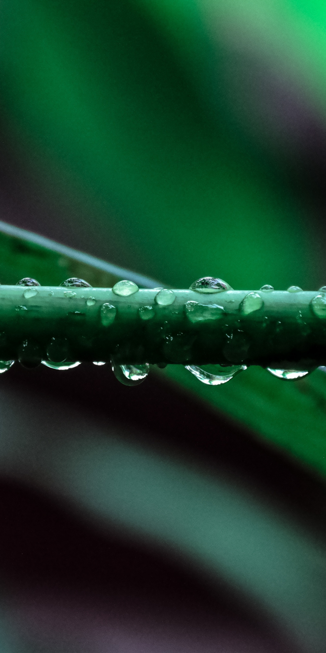 Water drops, leaf, close up, 1080x2160 wallpaper
