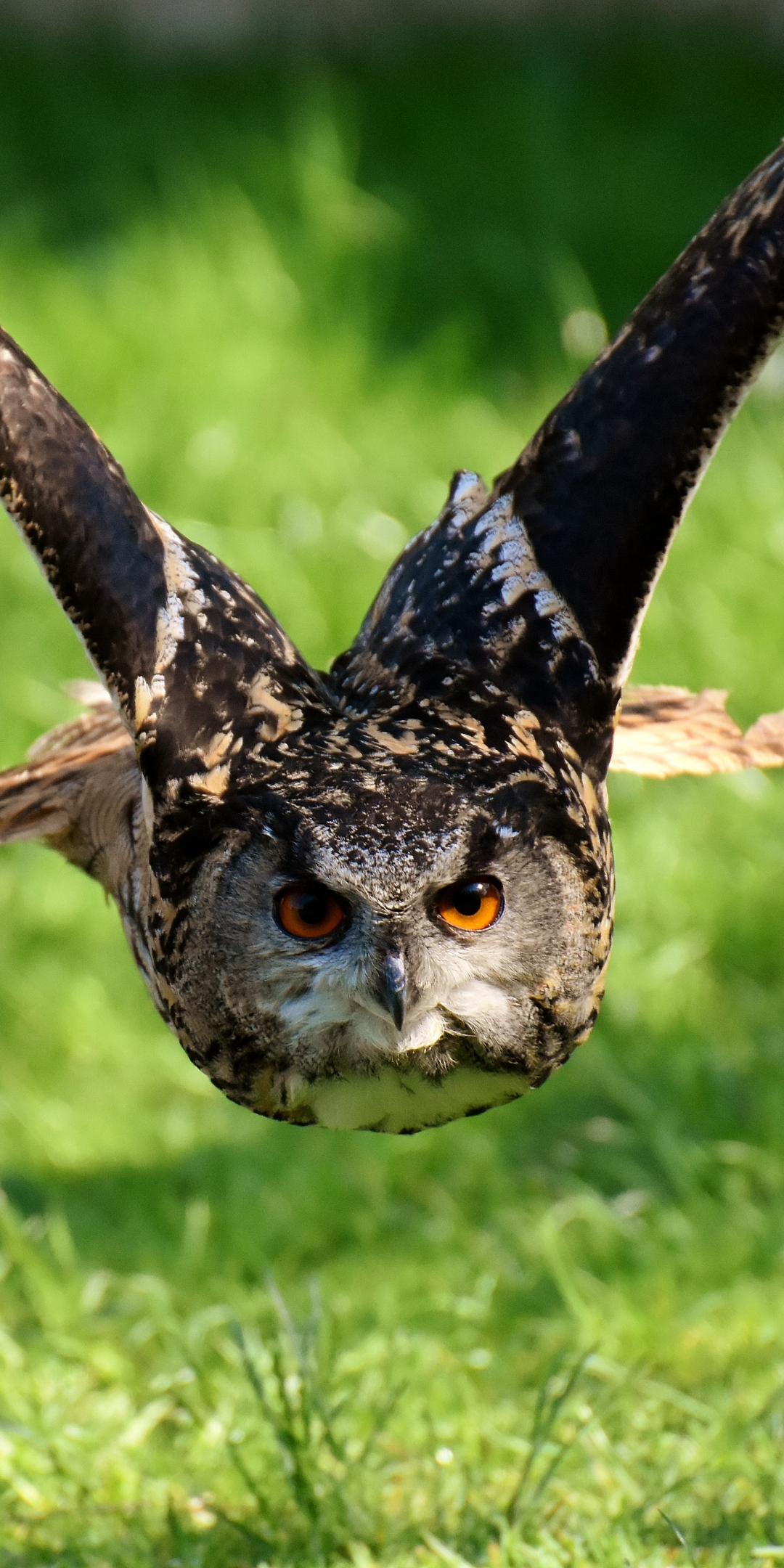 Owl, bird, predator, flight, 1080x2160 wallpaper