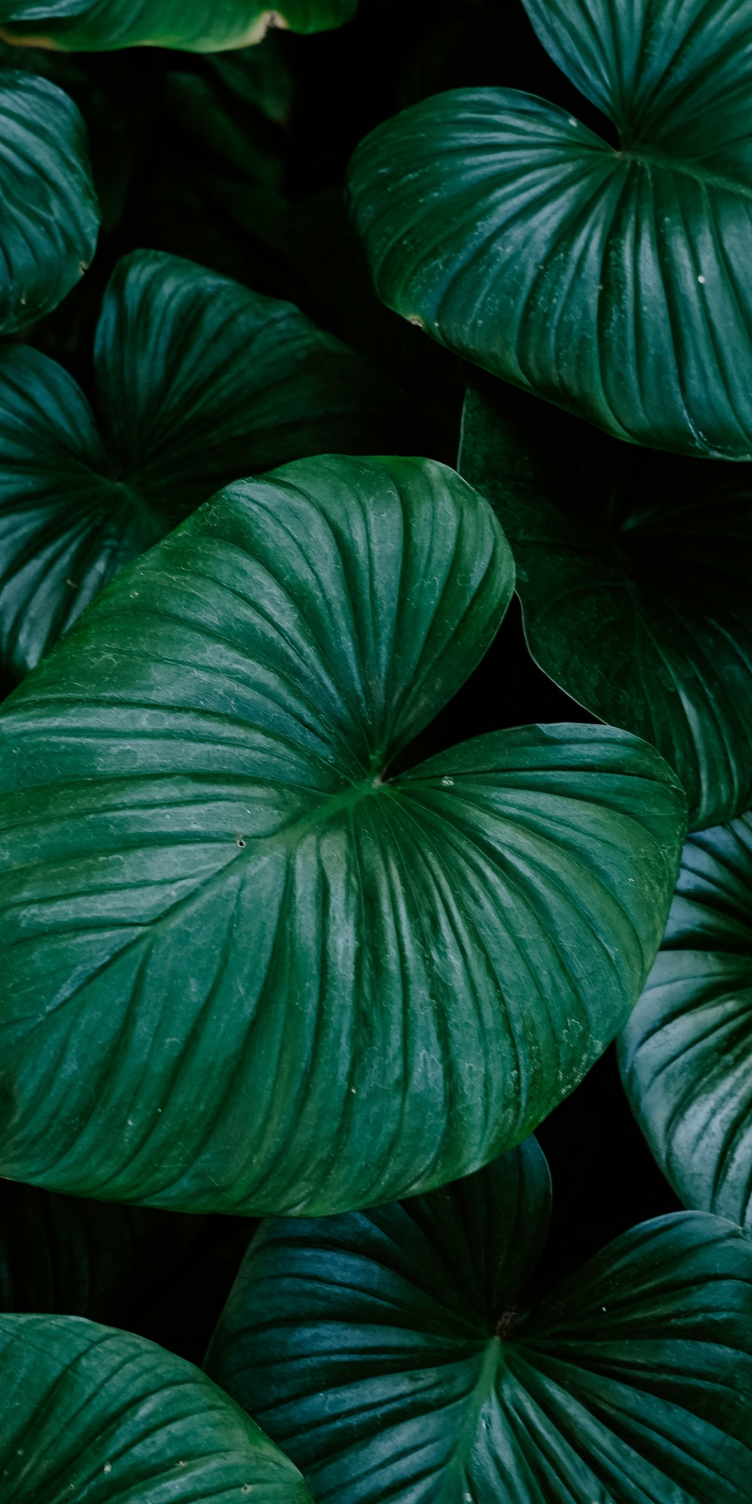Flora, green and bright leaf, big, 1080x2160 wallpaper