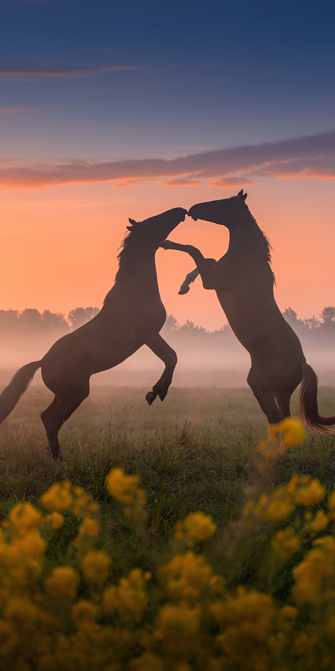 Horses' dance, sunset, silhouette, 1080x2160 wallpaper