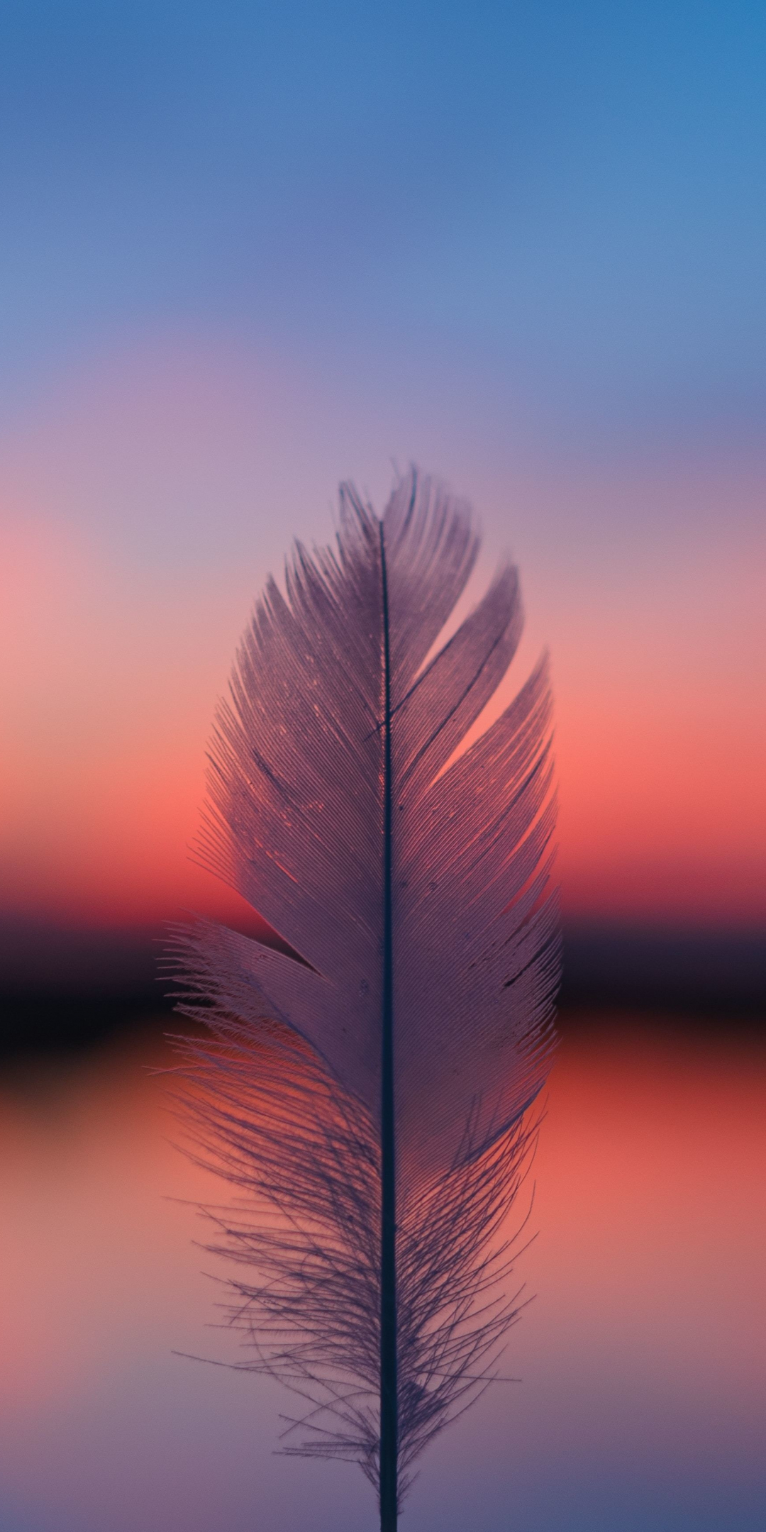 Feather, focus, blur, sunset, 1080x2160 wallpaper