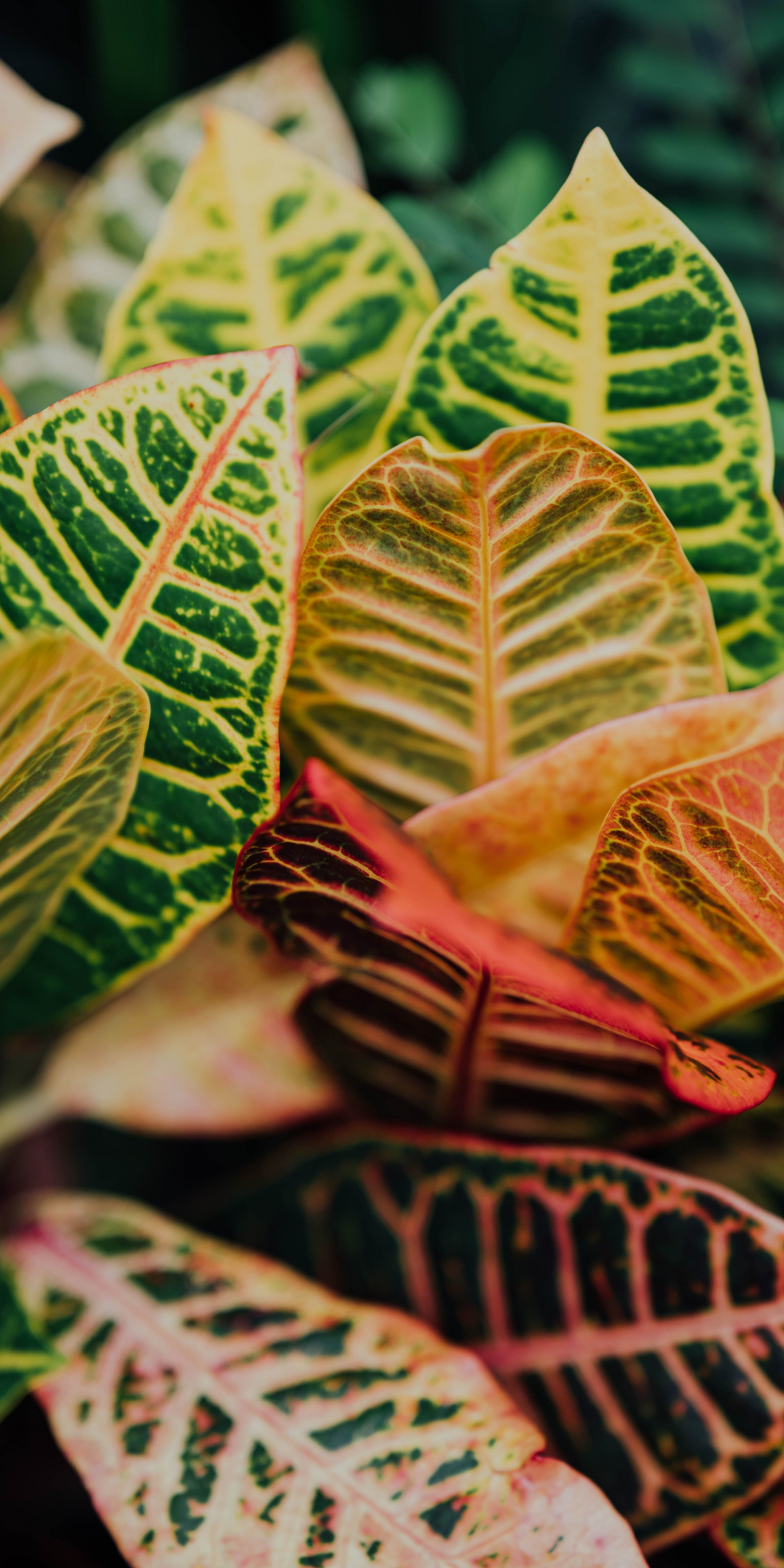 House plants, leaf, multicolors, 1080x2160 wallpaper