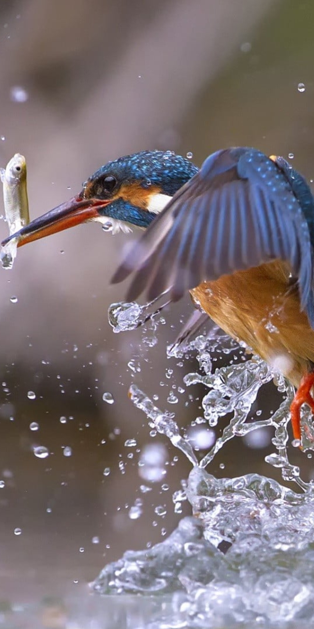 Kingfisher, bird, fishing, water splashes, 1080x2160 wallpaper
