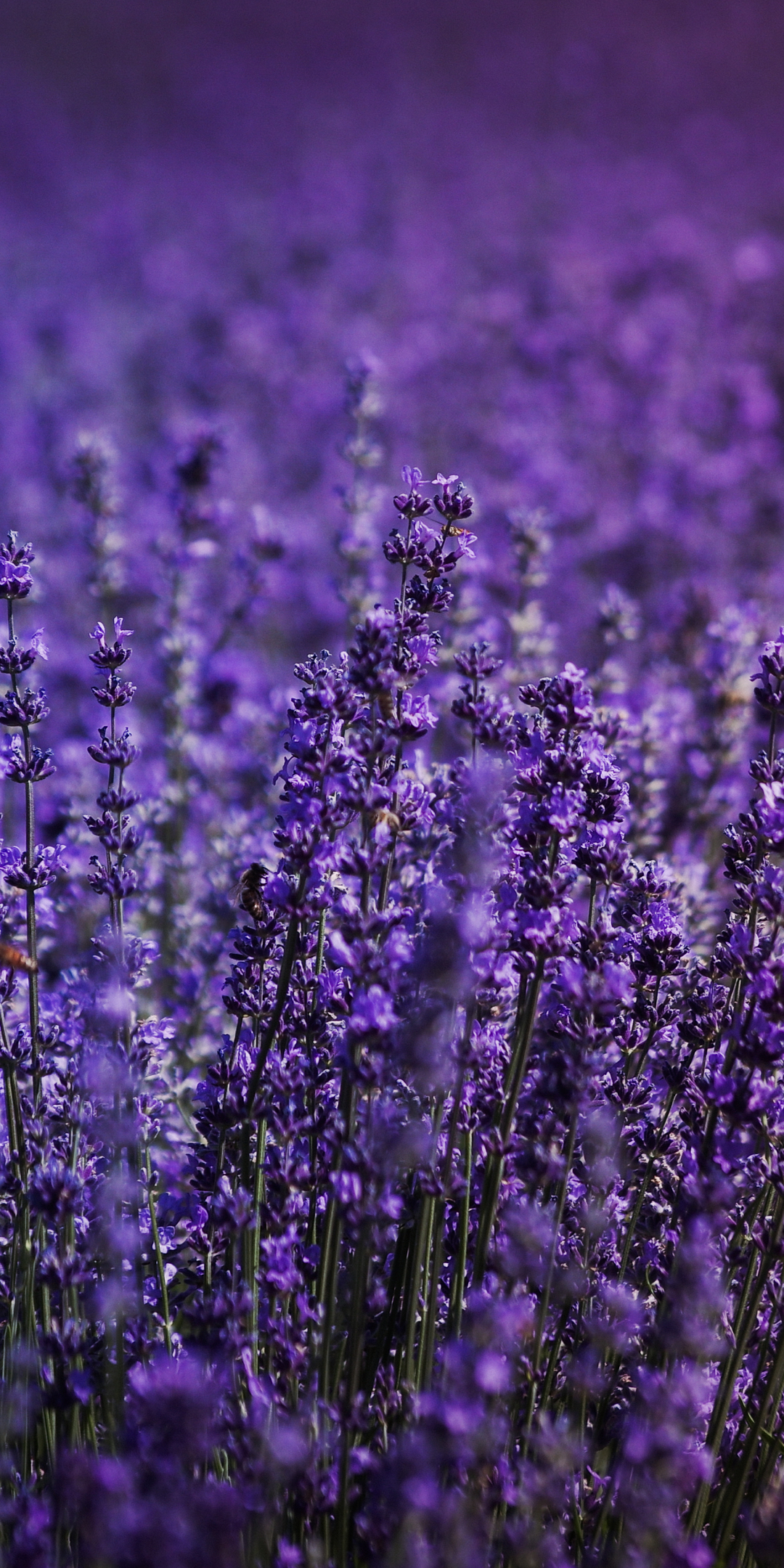 Blossom, lavender field, flowers, 1080x2160 wallpaper