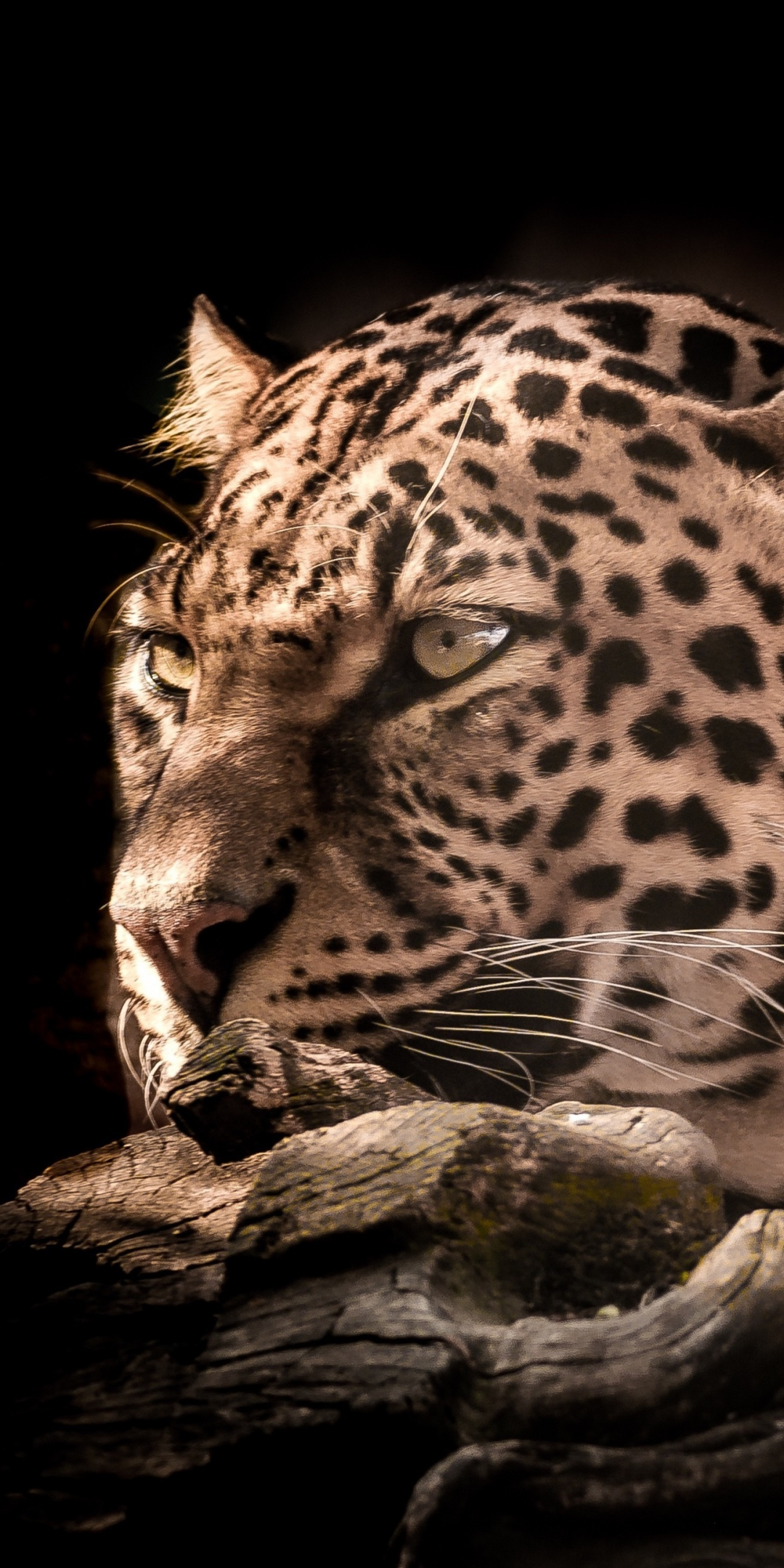 Leopard, wildlife, wild cat, portrait, 1080x2160 wallpaper