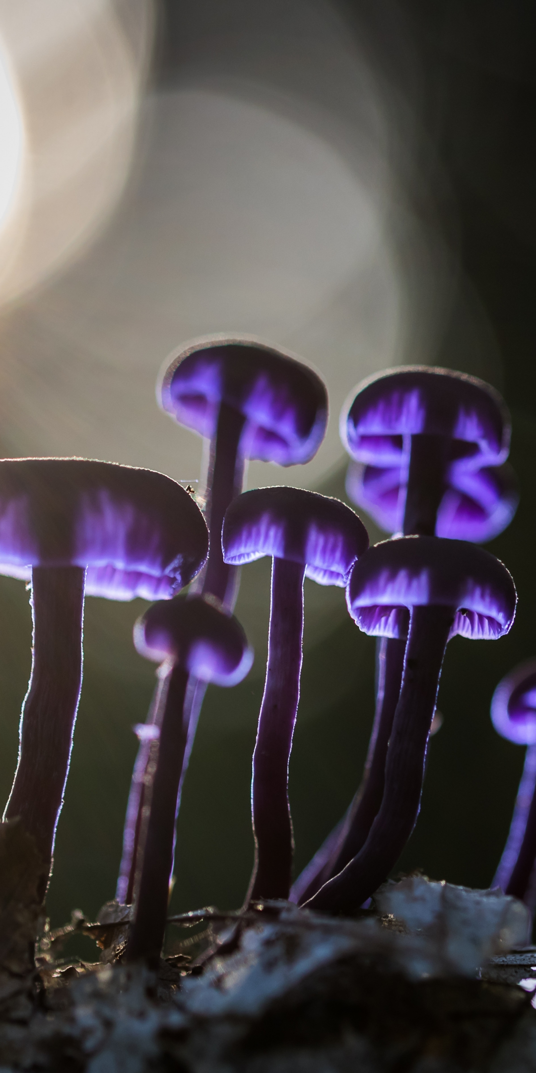 Mushrooms, purple glow, bloom, 1080x2160 wallpaper