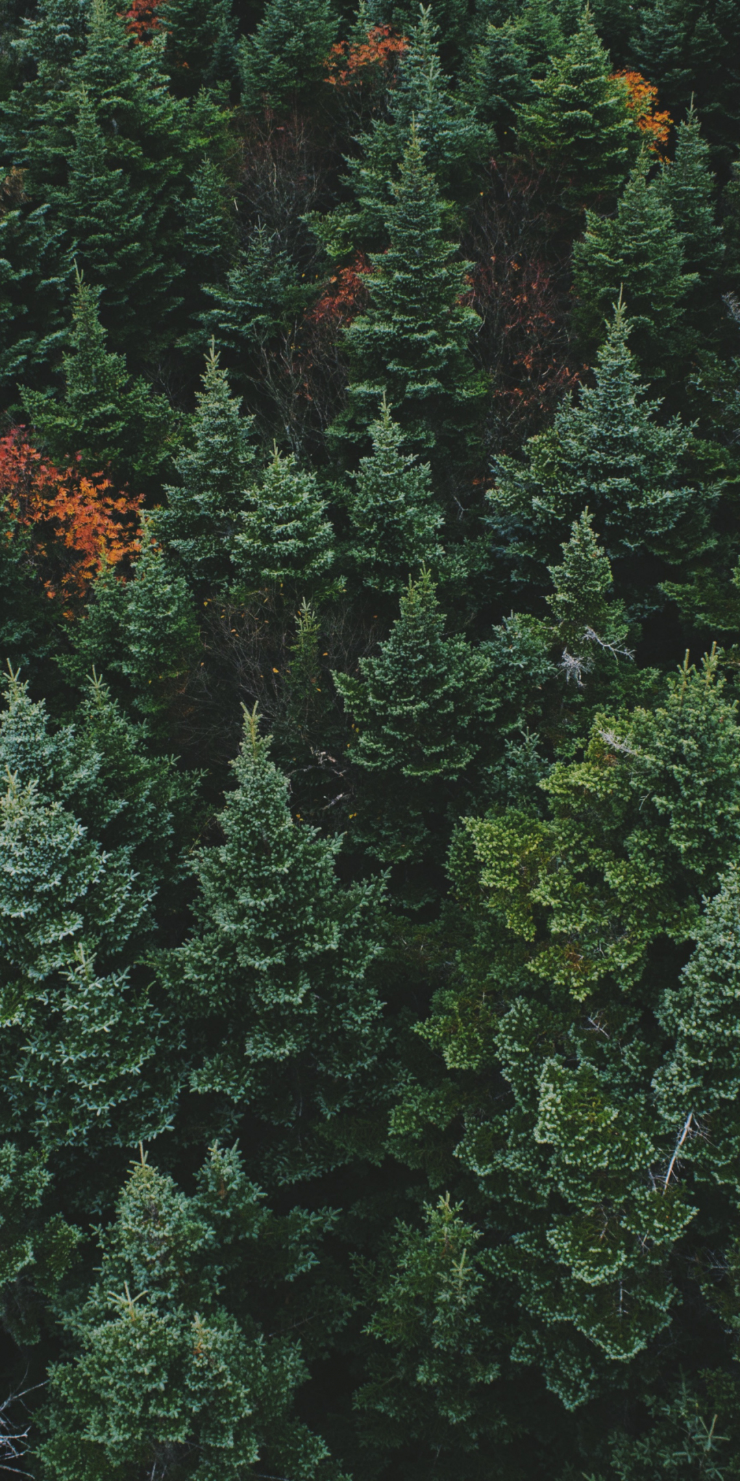Download wallpaper 1080x2160 drone shot, forest, green trees, nature ...