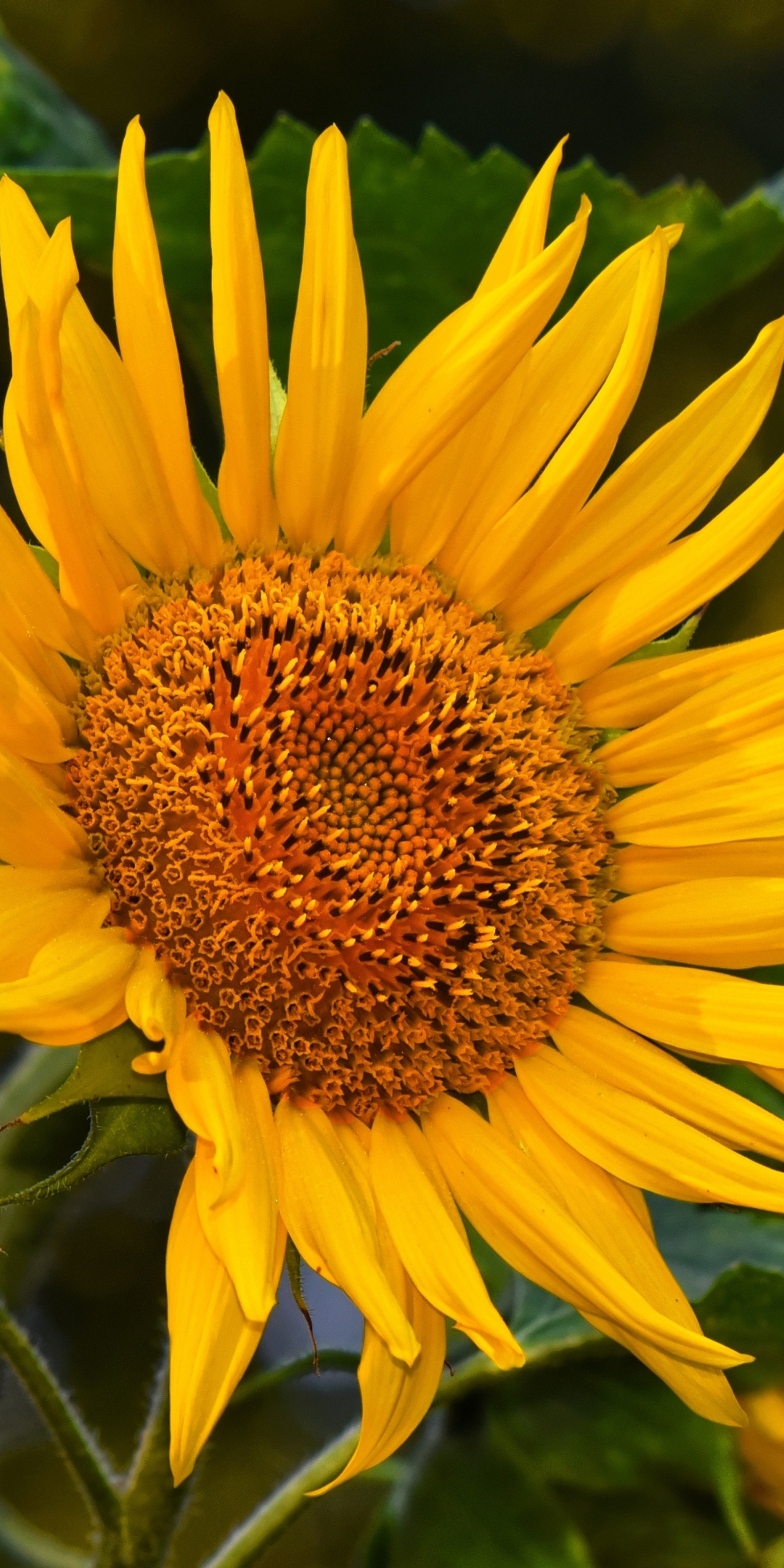 Yellow flower, close up, sunflower, 1080x2160 wallpaper