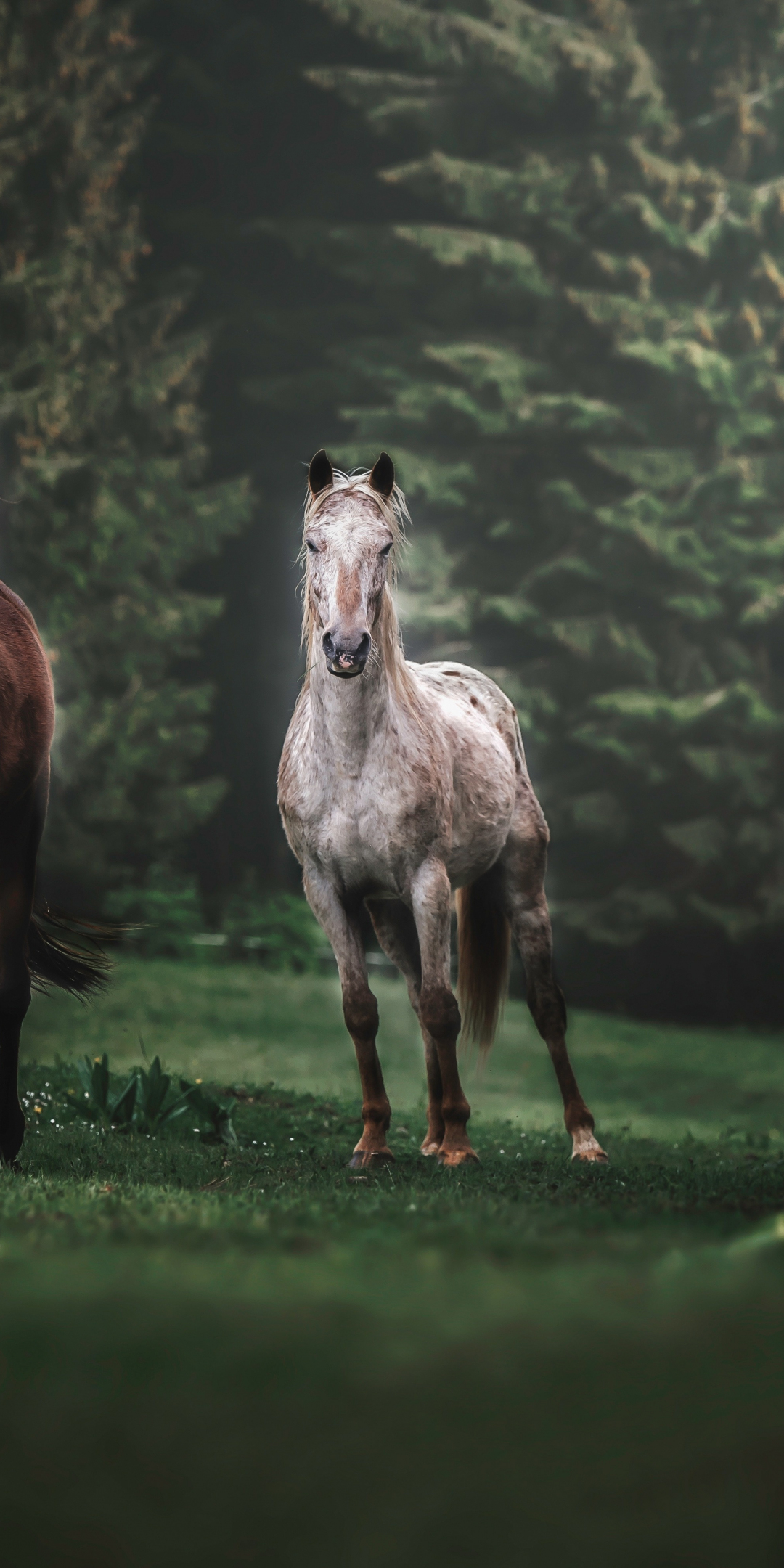 Horses, animals, herd, run, portrait, 1080x2160 wallpaper
