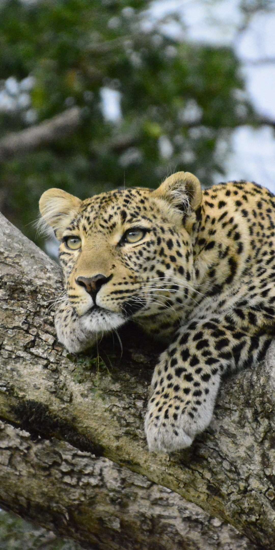 Relaxed, leopard on tree, predator, 1080x2160 wallpaper