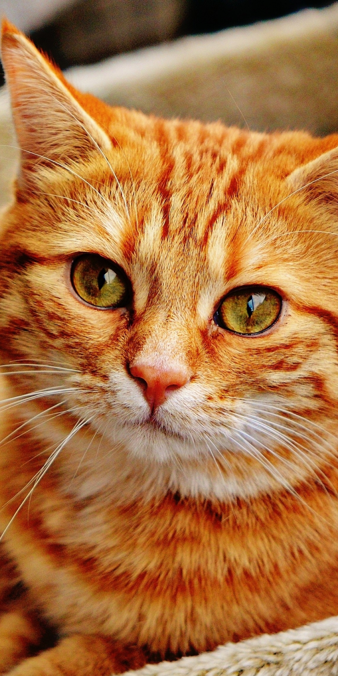 Orange cat, pet, animal, stare, 1080x2160 wallpaper
