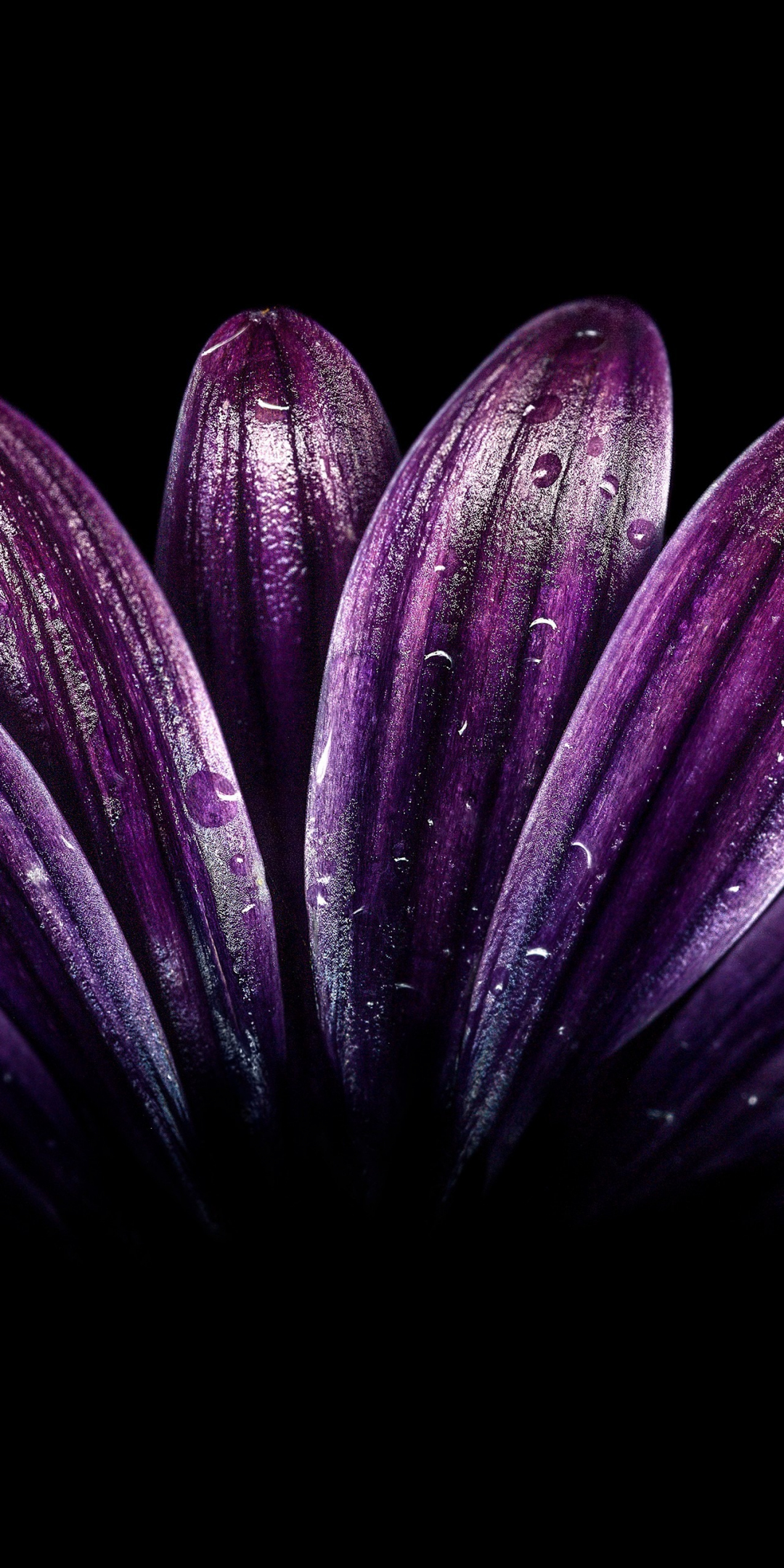Petals, light dark purple, flower, close up, drops, 1080x2160 wallpaper