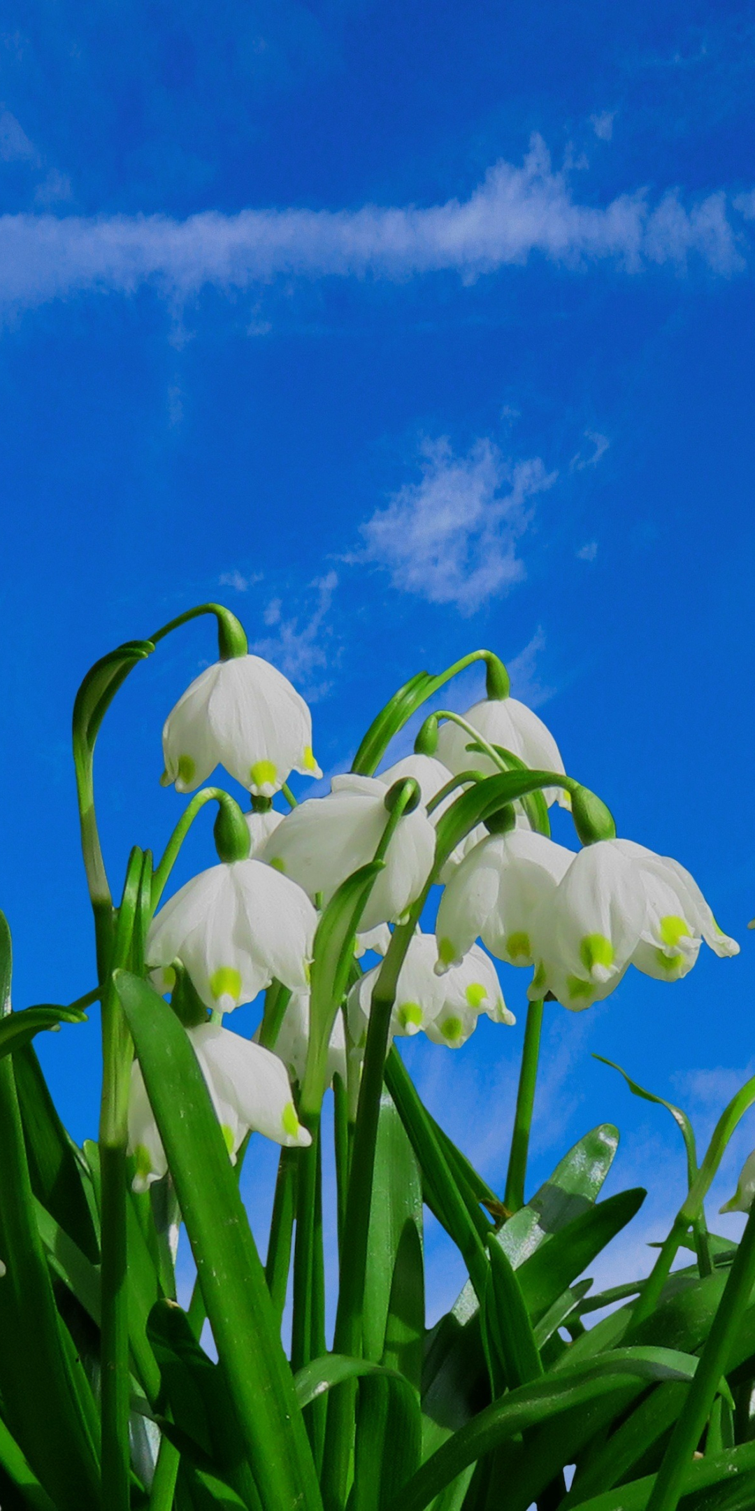 Bloom, blue sky, flowers, snowdrop, spring, 1080x2160 wallpaper