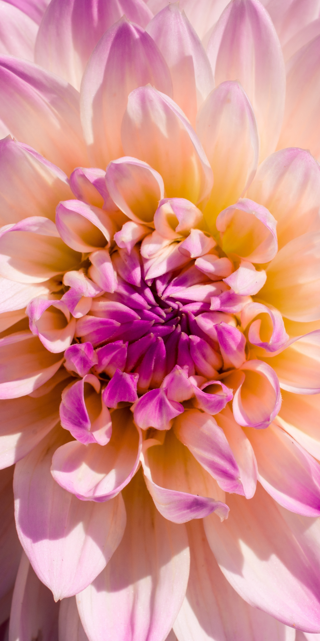 Light pink flower, close up, 1080x2160 wallpaper
