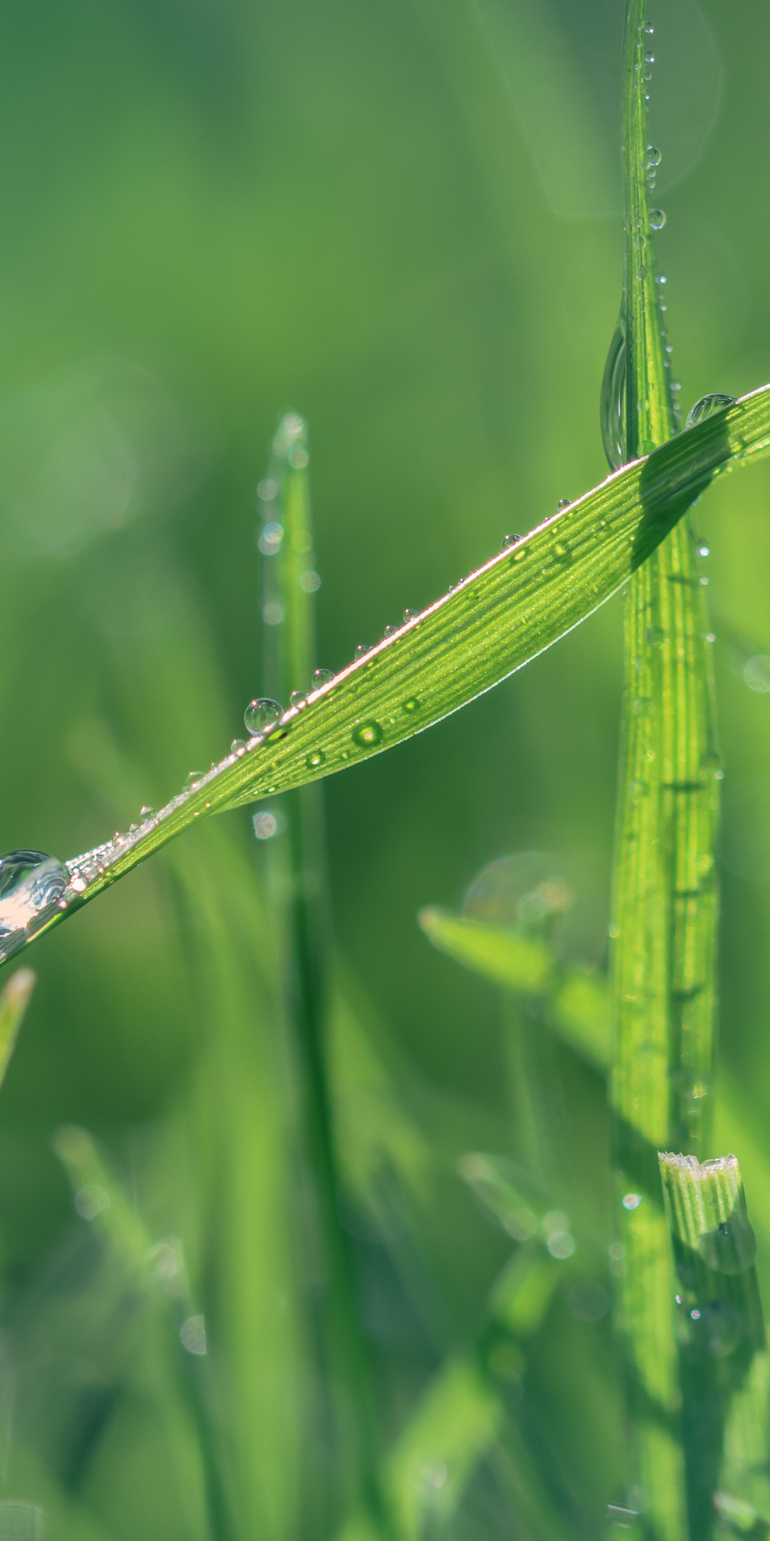 Grass, water drops, close up, 1080x2160 wallpaper