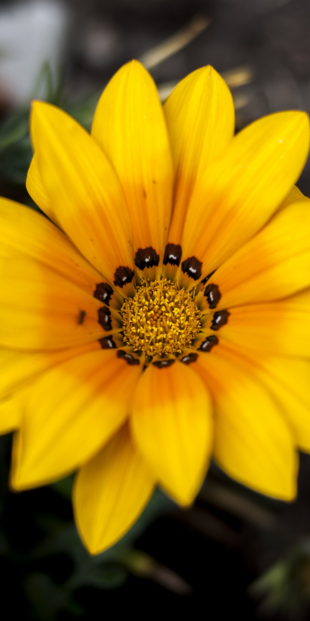 Marigold, flower, bloom, 1080x2160 wallpaper