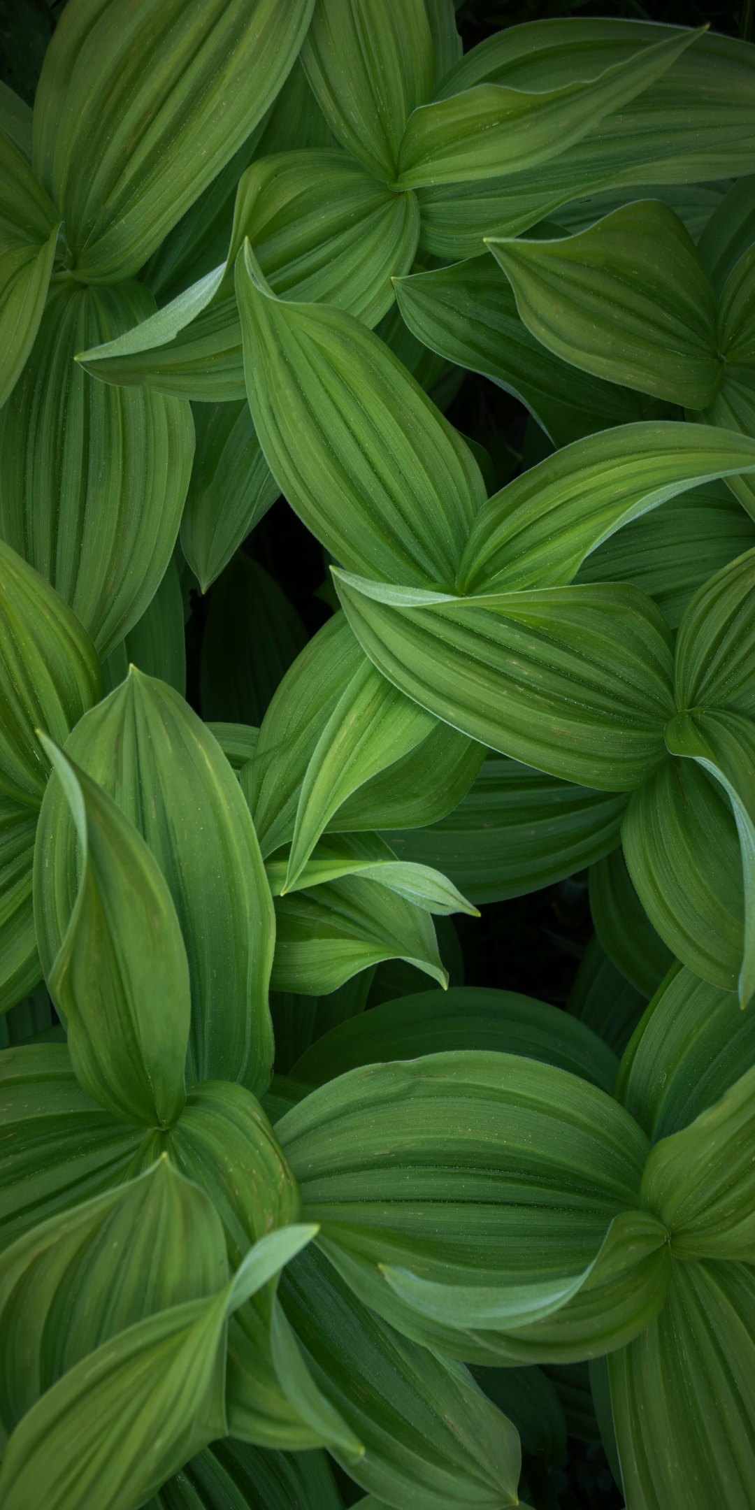 Bright and green, leaf, fresh, 1080x2160 wallpaper