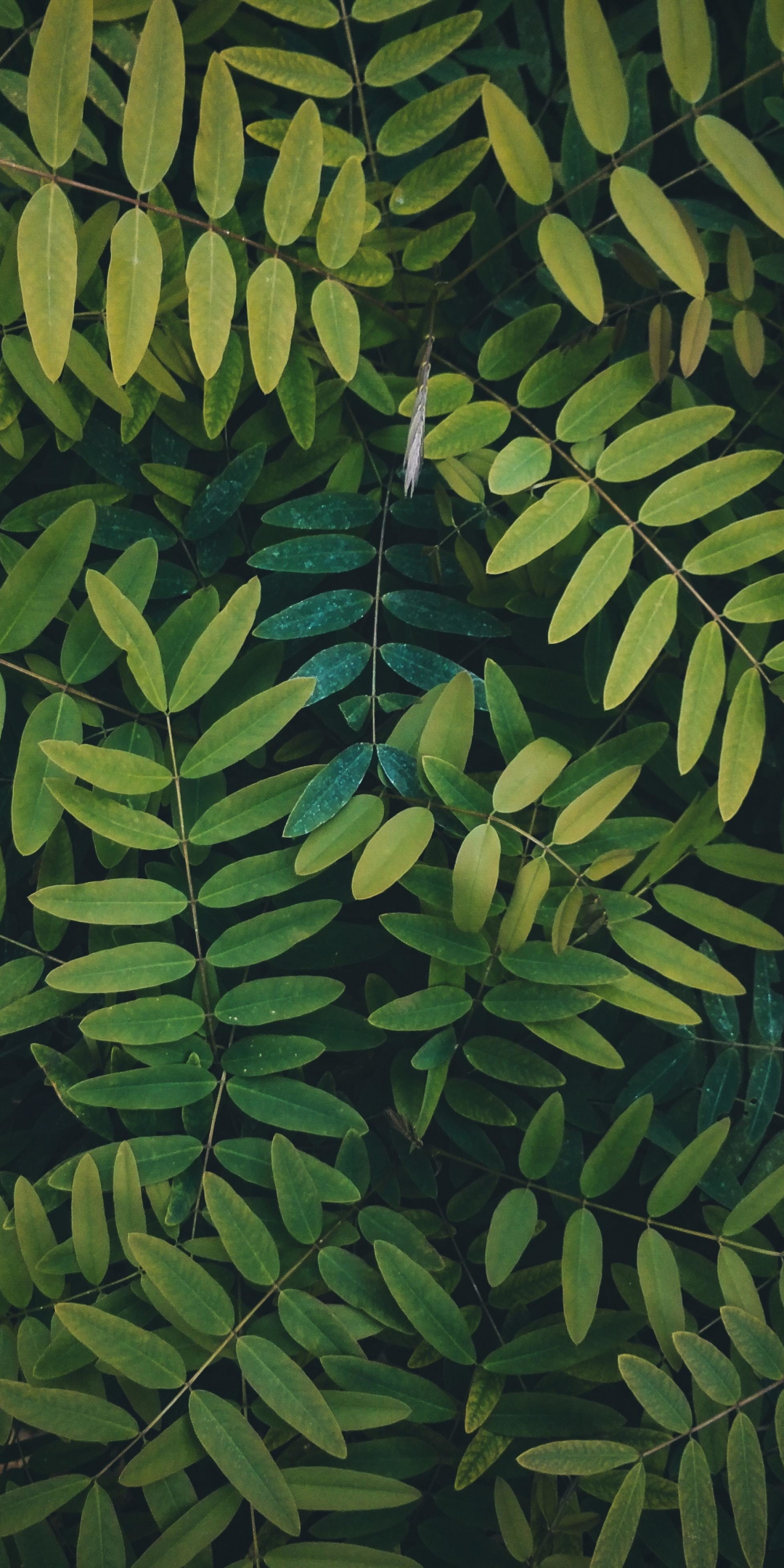 Leaves, green branches, bush, 1080x2160 wallpaper