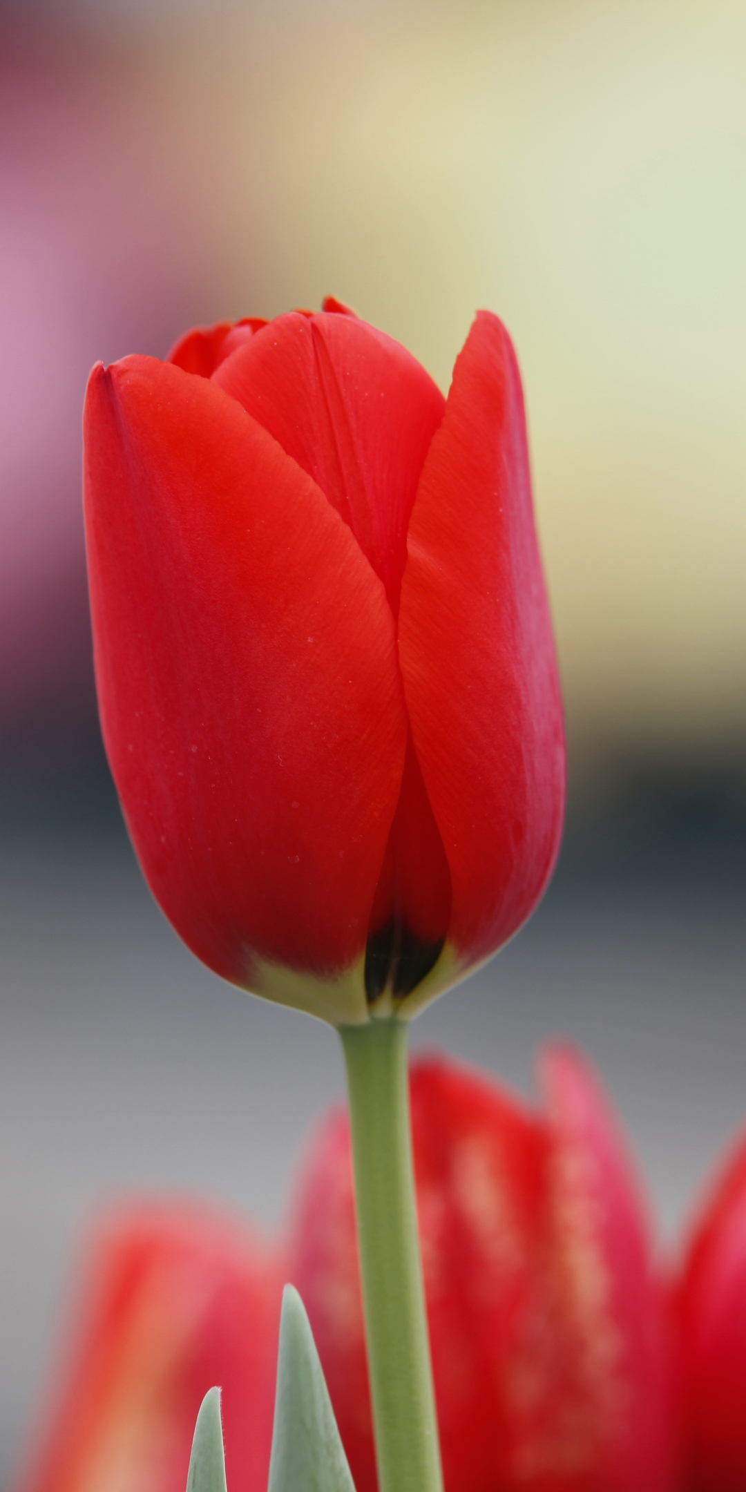 Red tulip, flowers, bud, 1080x2160 wallpaper