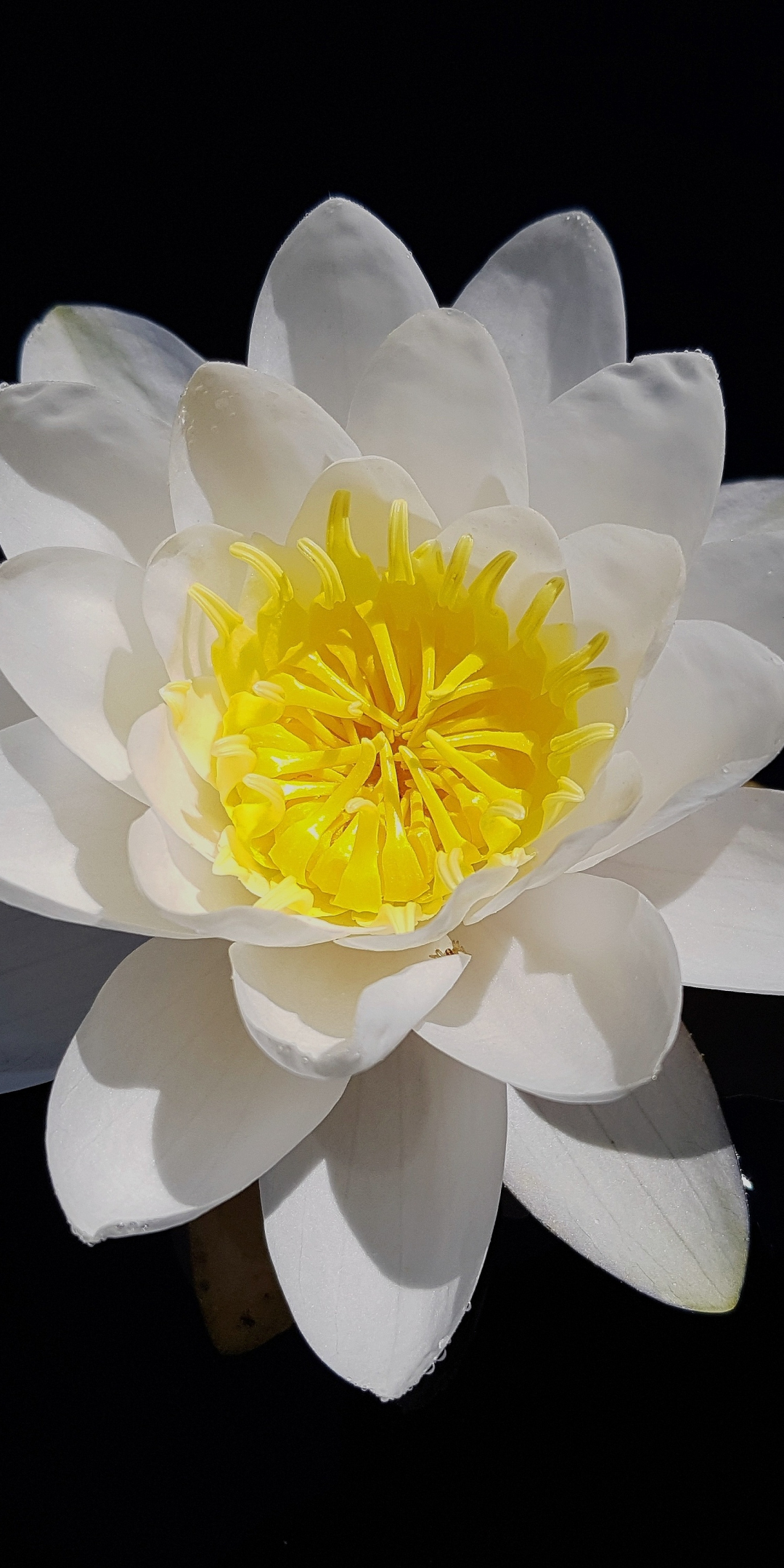 White, water lily, portrait, flower, 1080x2160 wallpaper