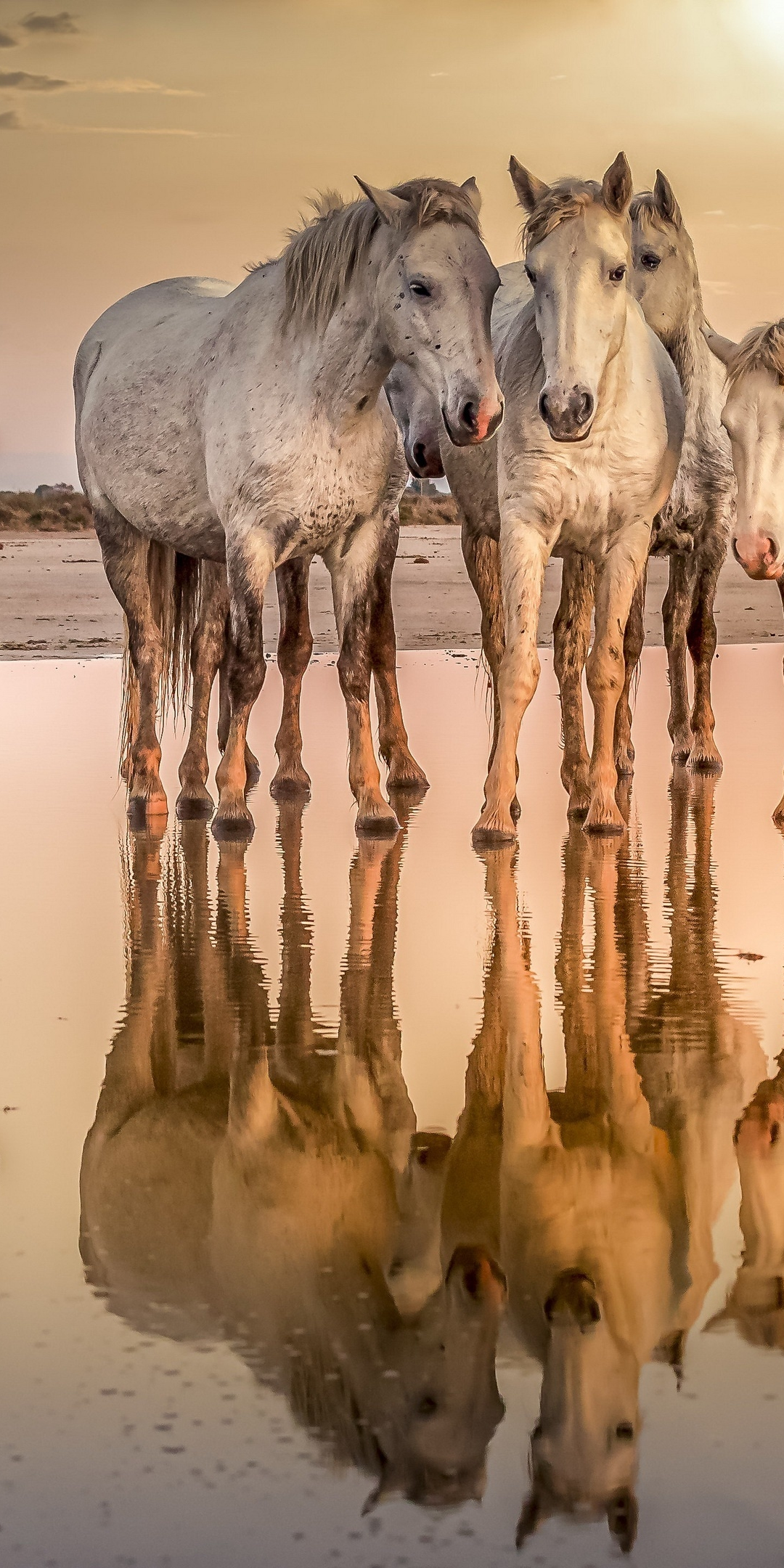 White horses at shore, reflections, animals, 1080x2160 wallpaper