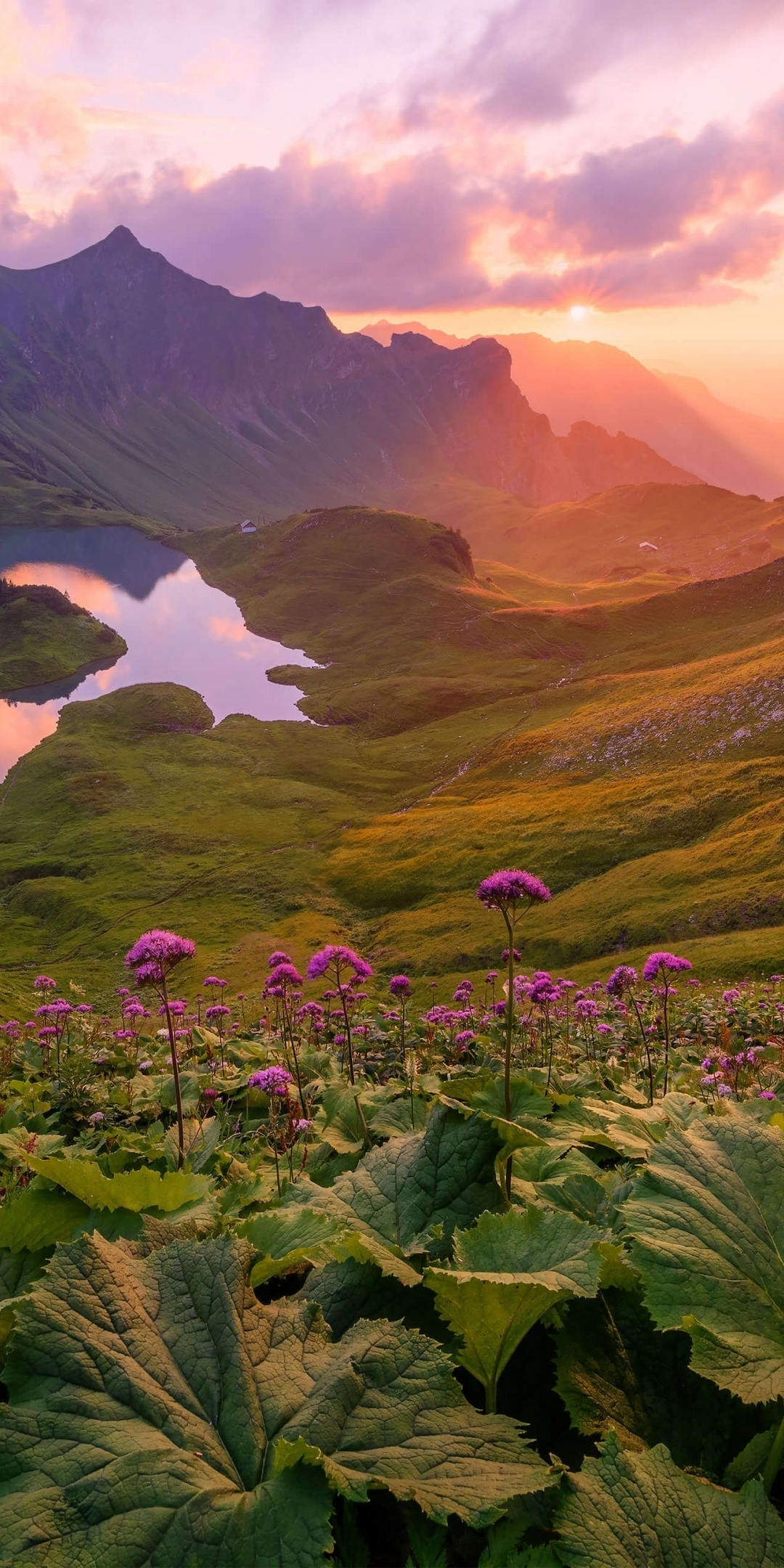 Mountains, lake, valley, pink flowers, valley, blossom, 1080x2160 wallpaper