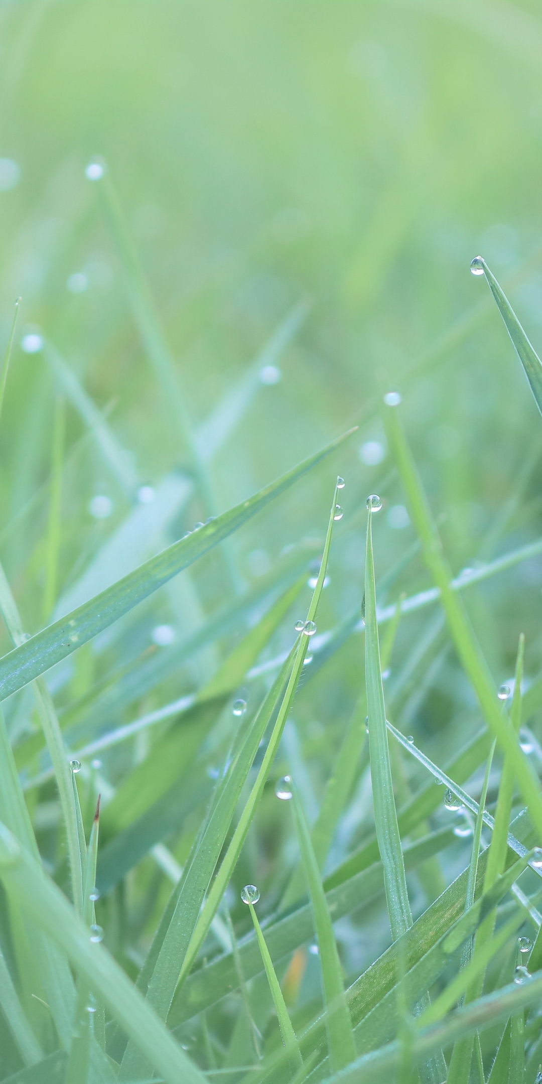 Green grass, water drops, 1080x2160 wallpaper