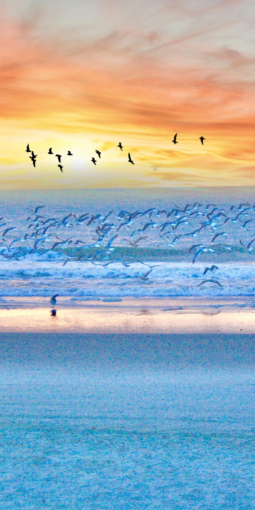 Seagulls, birds, beach, sunset, sea, 1080x2160 wallpaper
